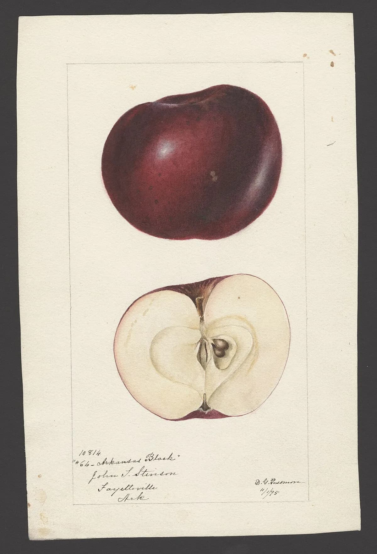 USDA pomological watercolor of Arkansas Black apple