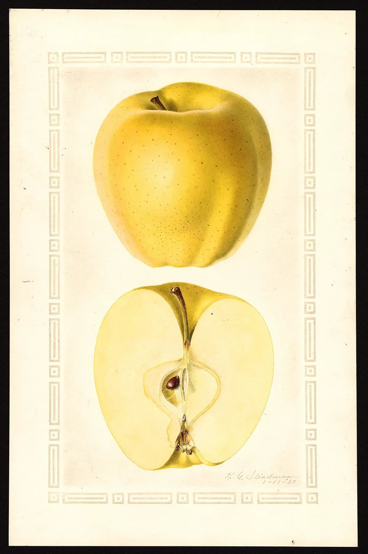 USDA pomological watercolor of Golden Delicious apple