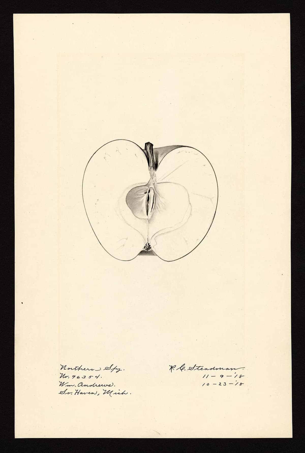 USDA pomological watercolor of Northern Spy apple