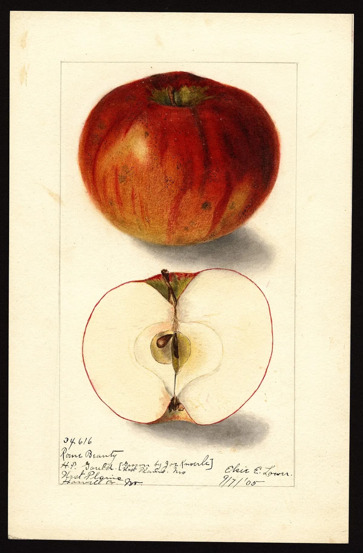USDA pomological watercolor of Rome Beauty apple