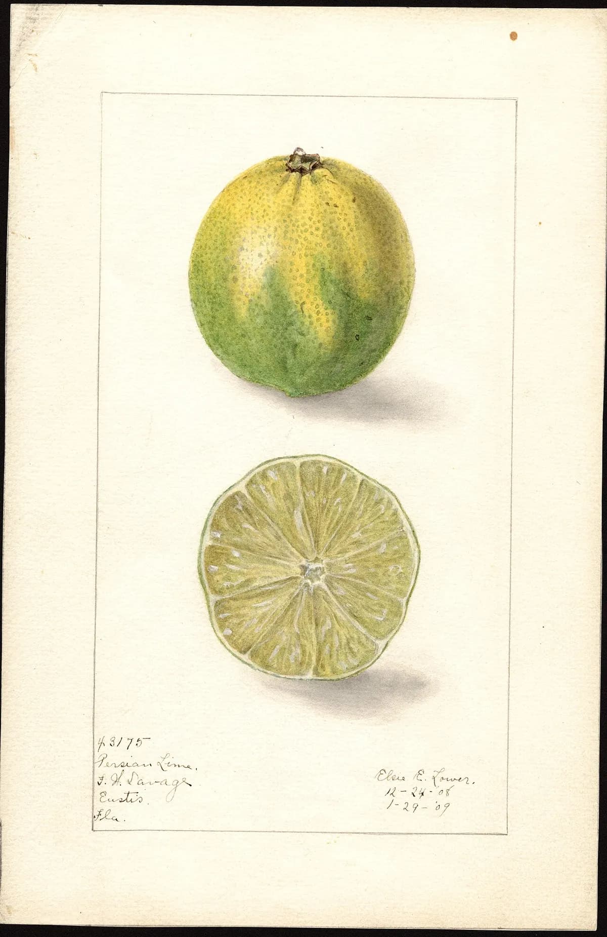 USDA pomological watercolor of Bearss Lime citrus