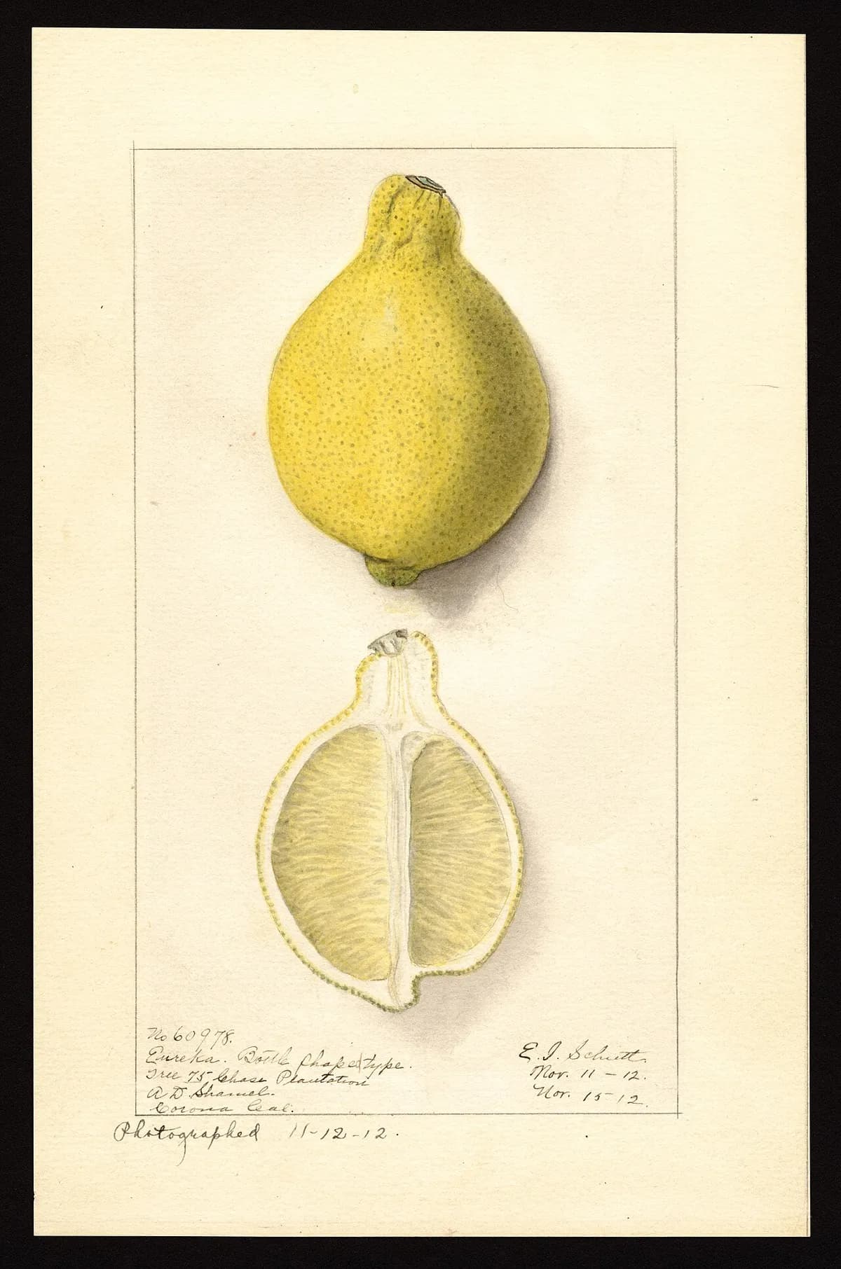 USDA pomological watercolor of Eureka Lemon citrus