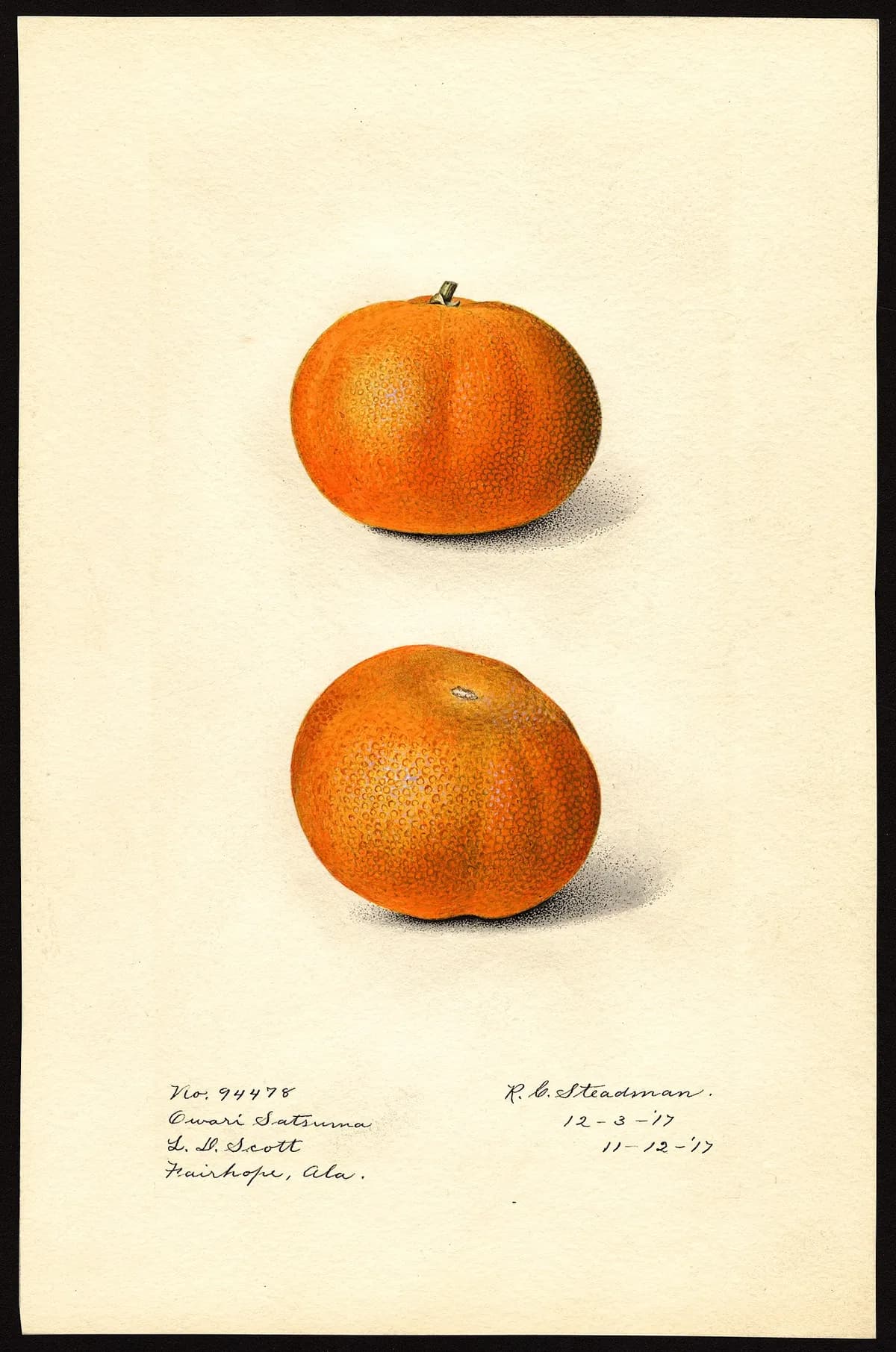 USDA pomological watercolor of Owari Satsuma citrus
