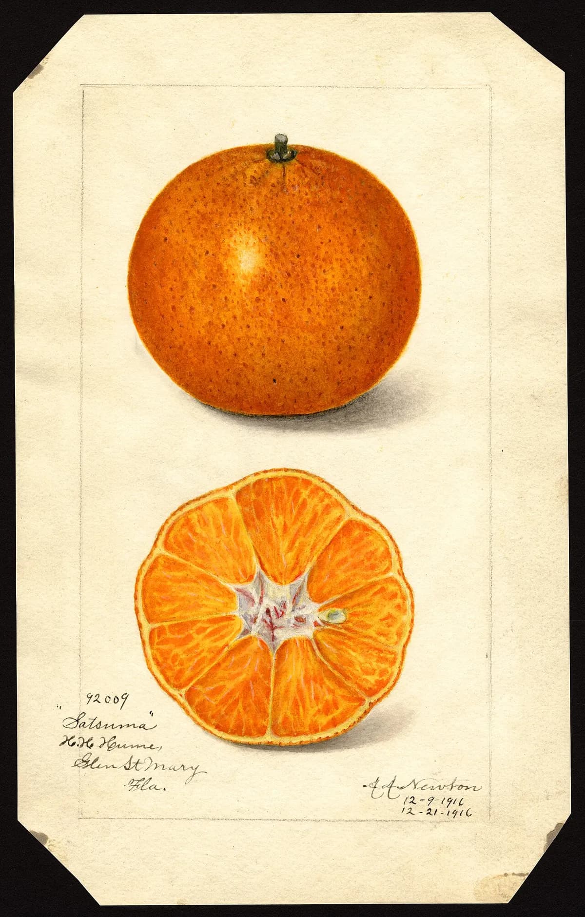 USDA pomological watercolor of Satsuma Mandarin citrus