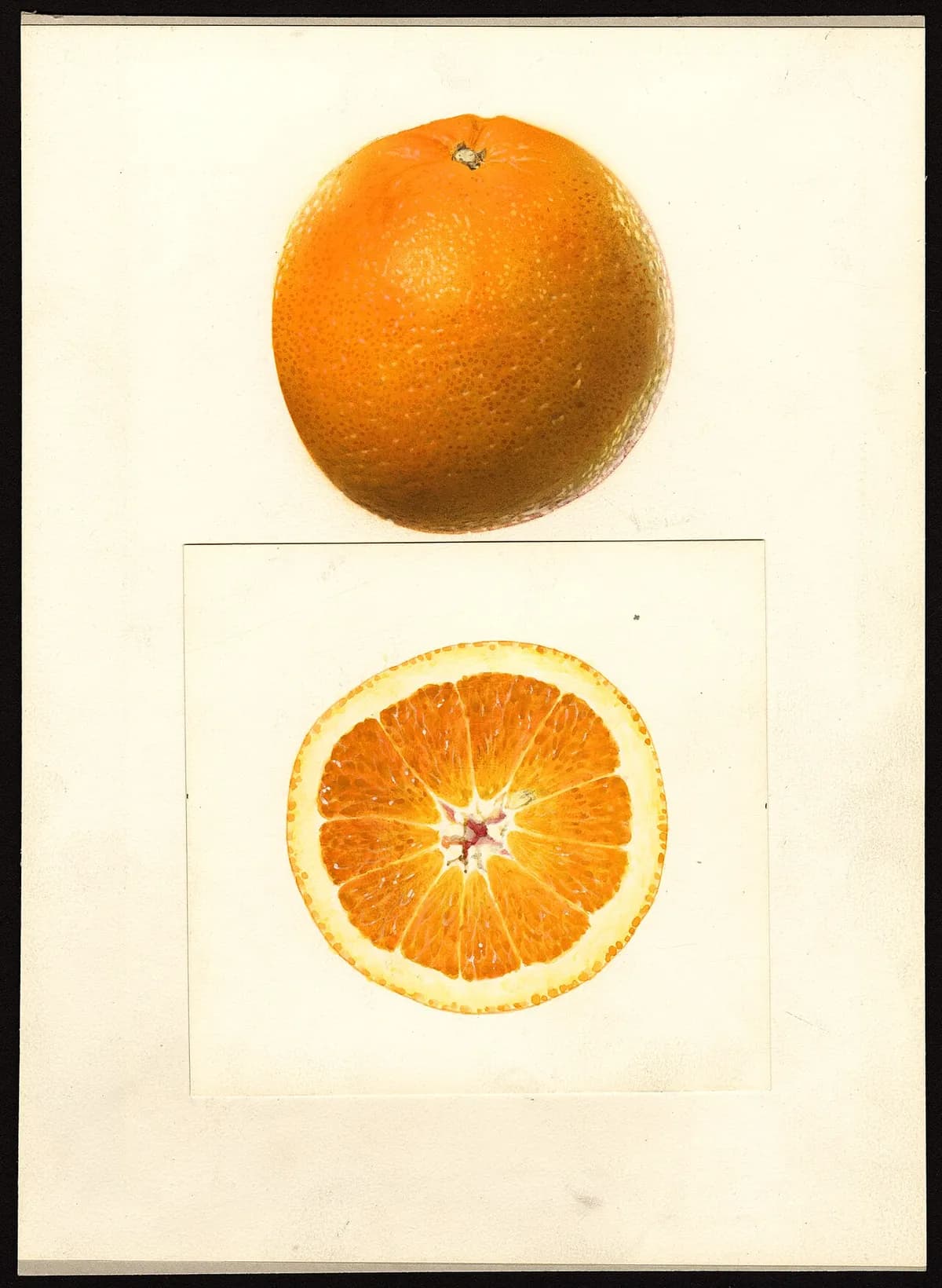 USDA pomological watercolor of Valencia Orange citrus