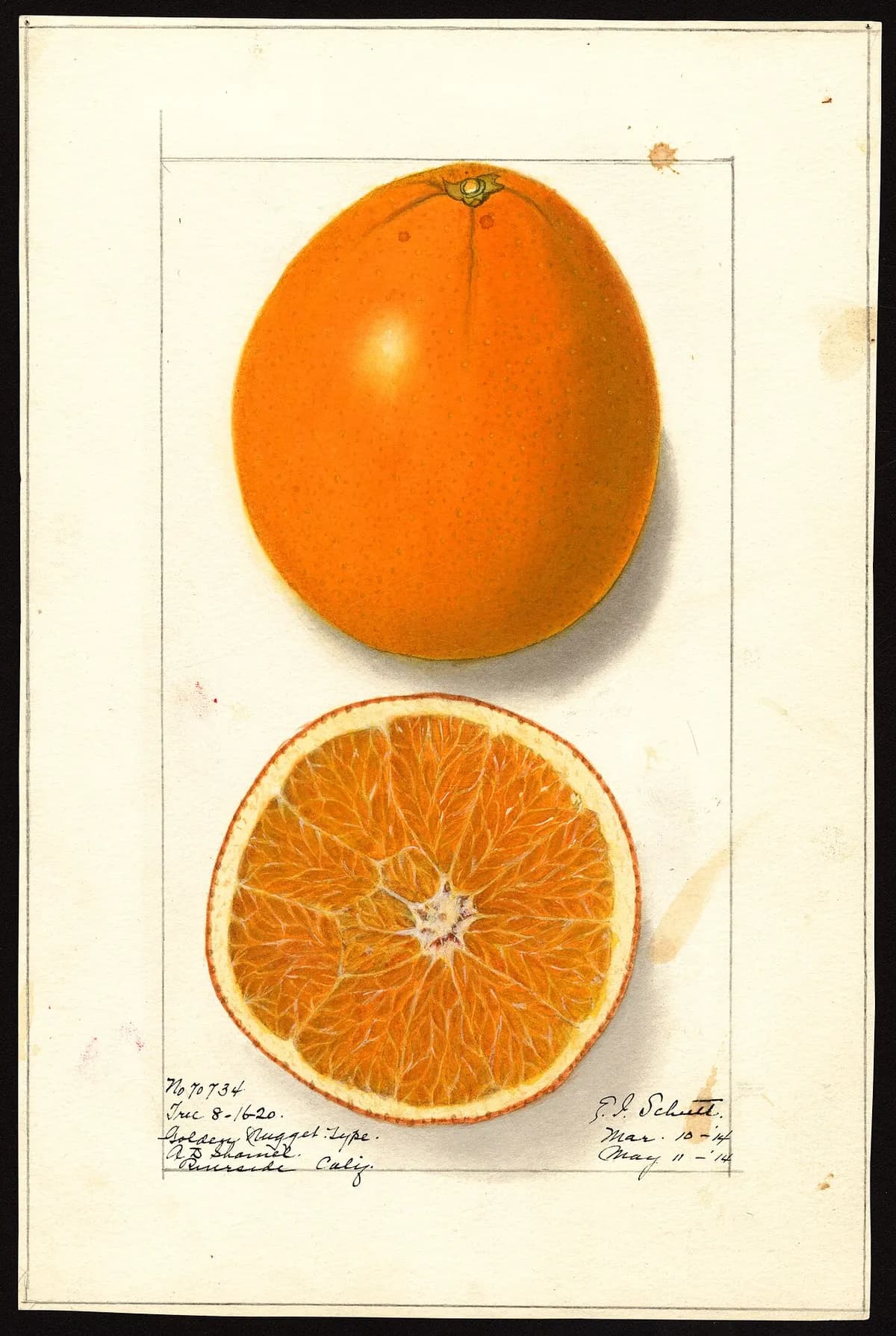 USDA pomological watercolor of Washington Navel Orange citrus