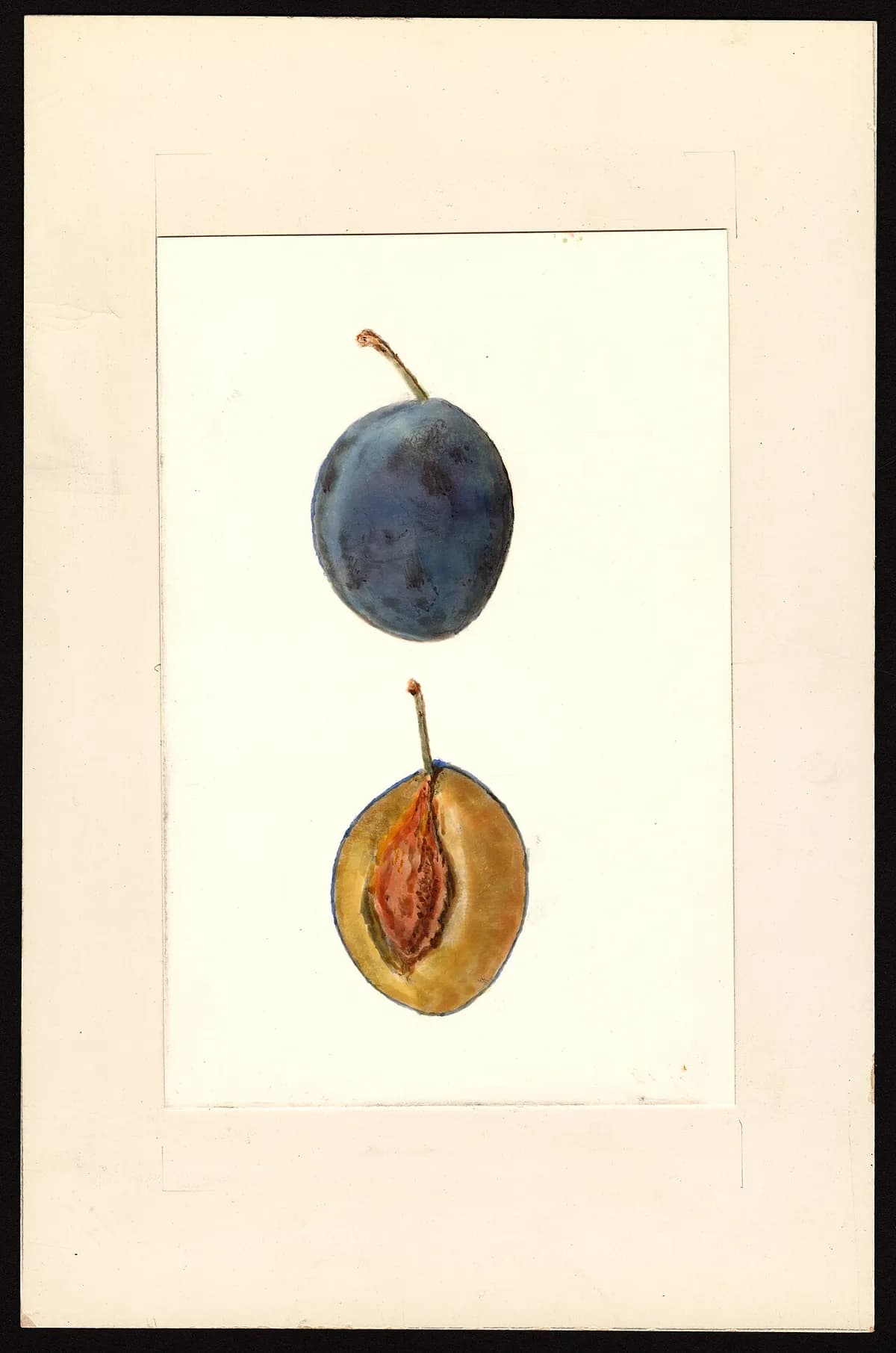 USDA pomological watercolor of Italian Prune plum