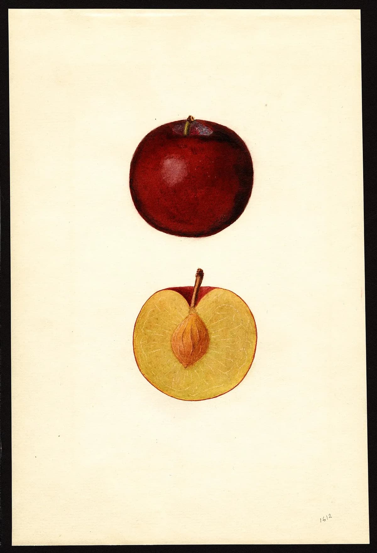 USDA pomological watercolor of Santa Rosa plum