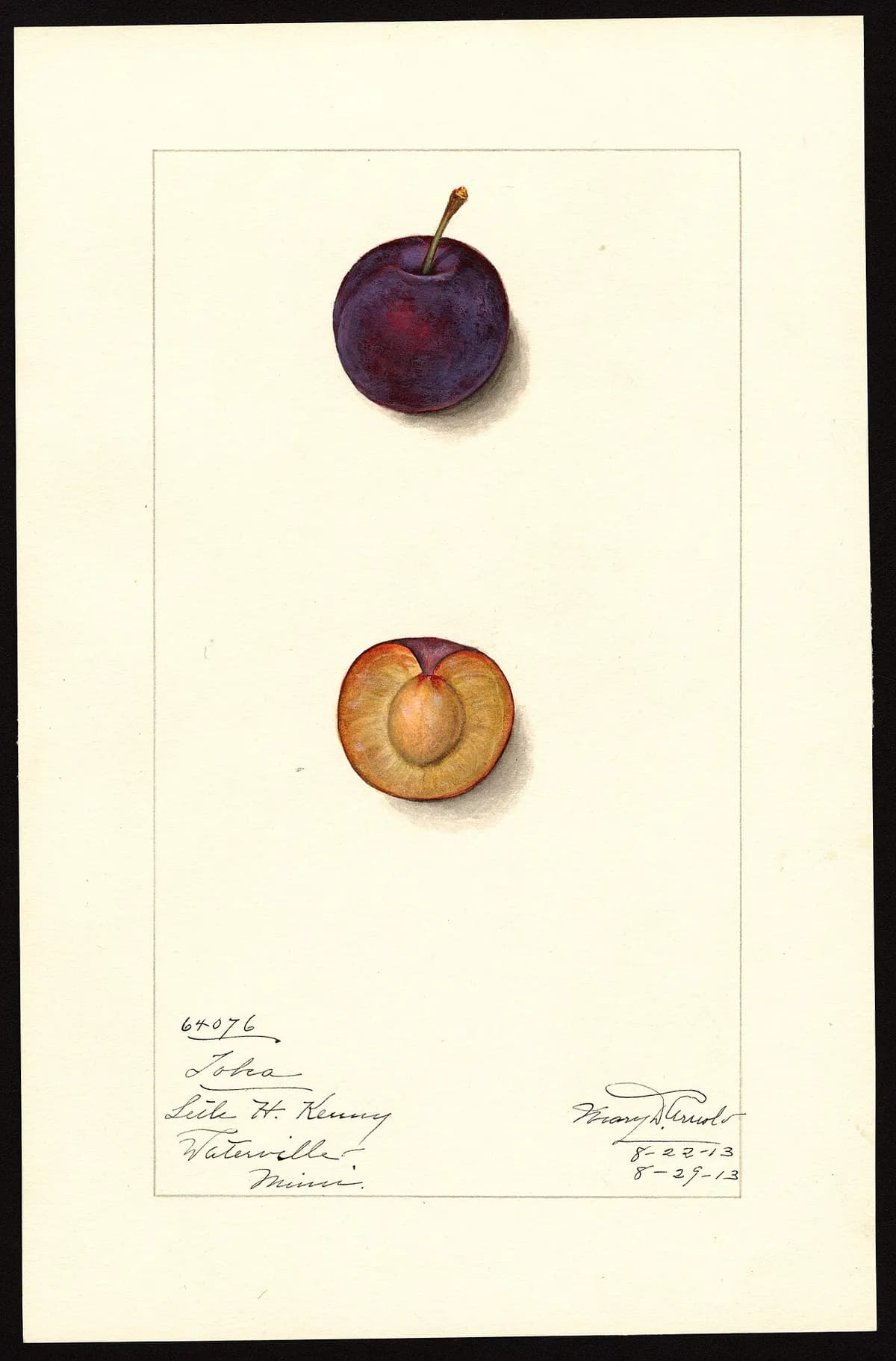 USDA pomological watercolor of Toka plum