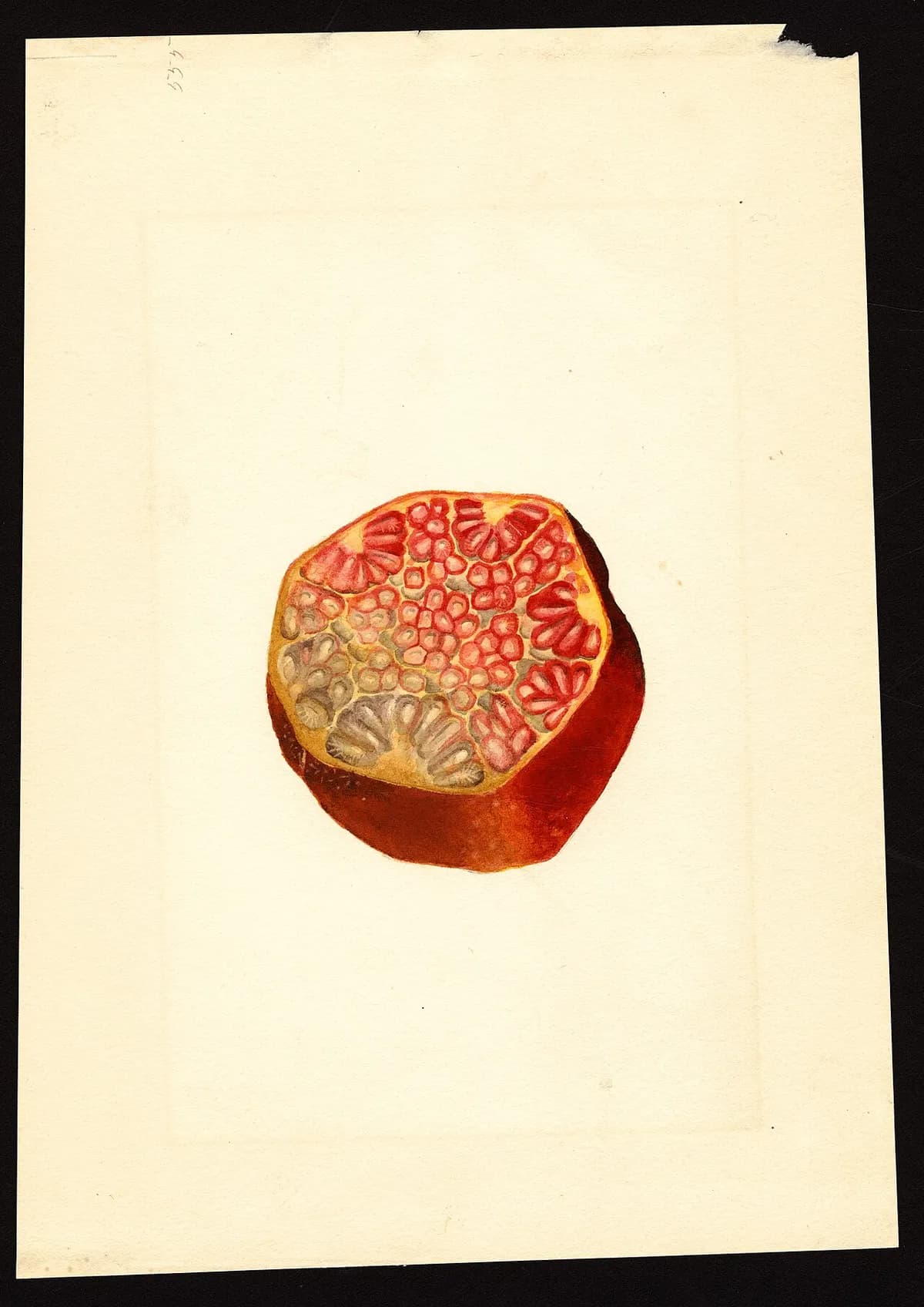 USDA pomological watercolor of Wonderful pomegranate