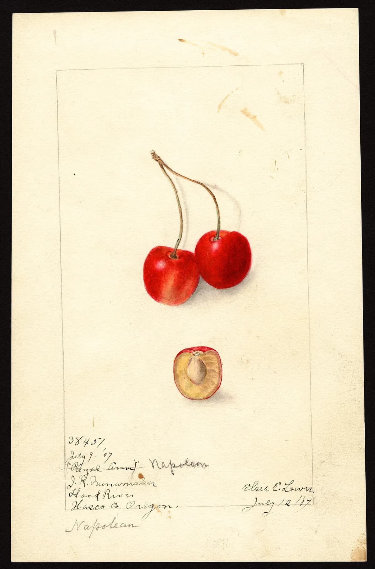 USDA pomological watercolor of Royal Ann sweet cherry