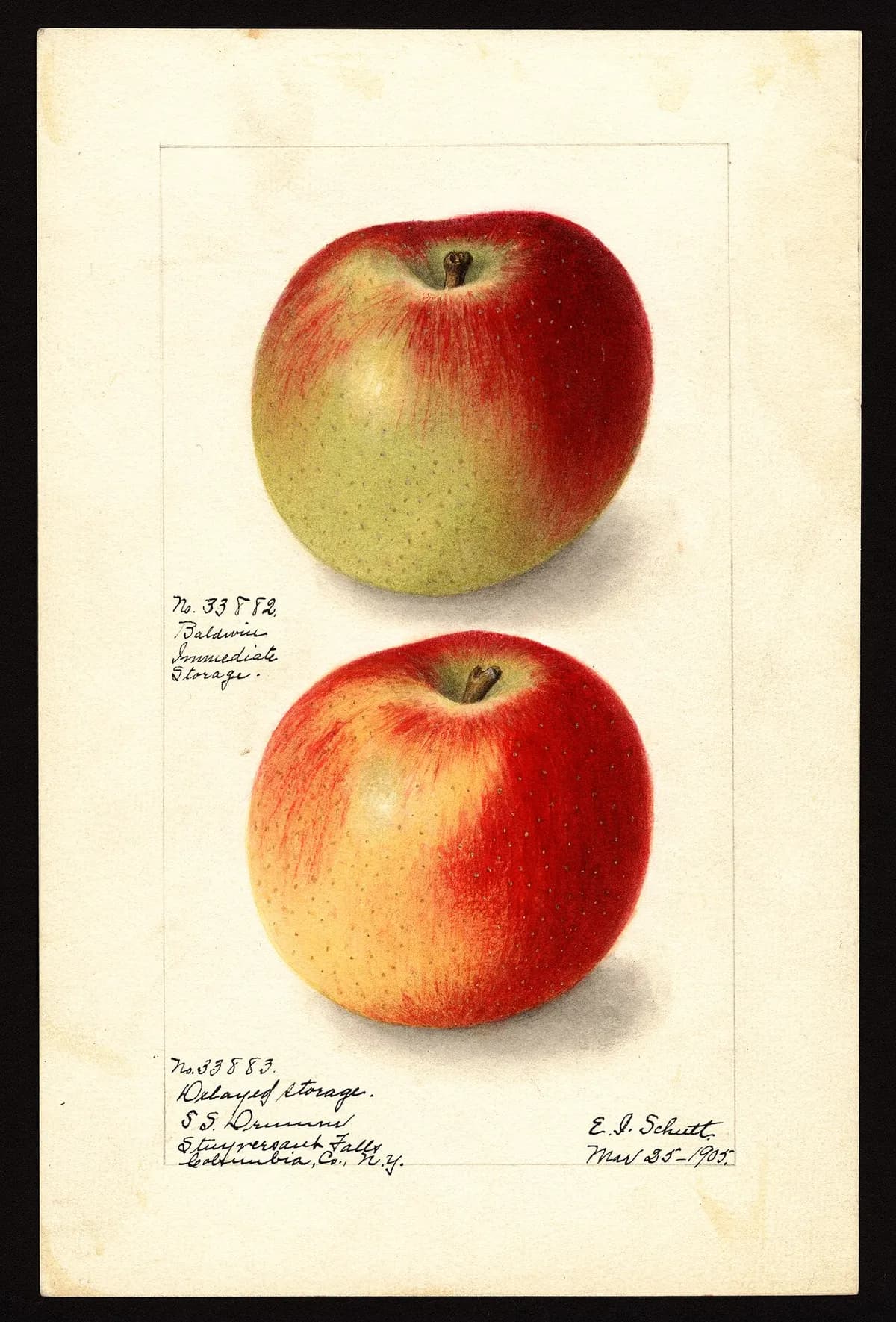 USDA pomological watercolor of Baldwin apple