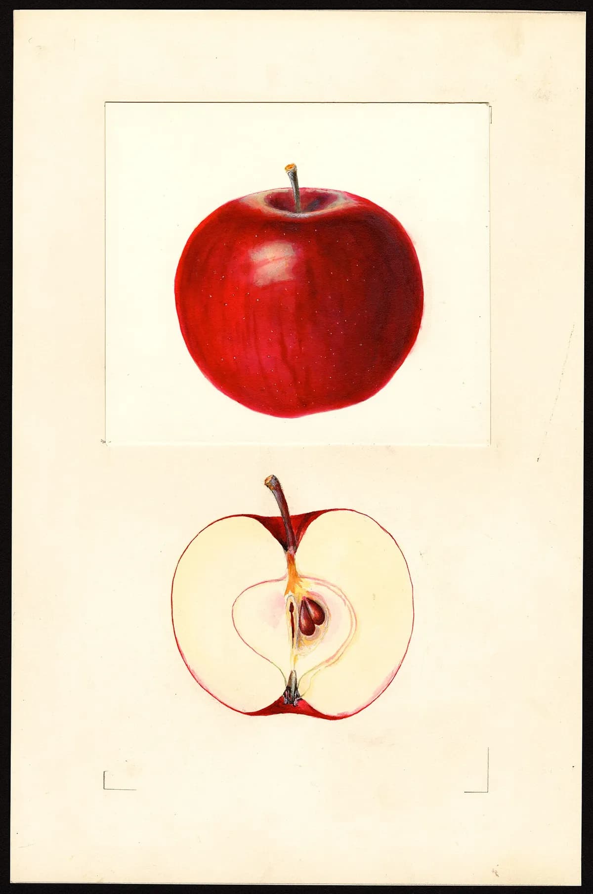 USDA pomological watercolor of Beacon apple