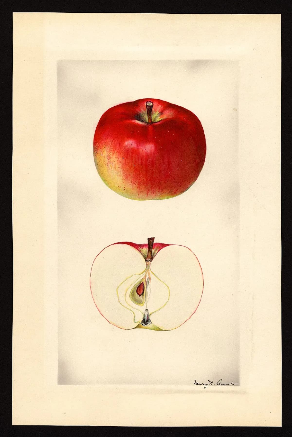 USDA pomological watercolor of Cortland apple