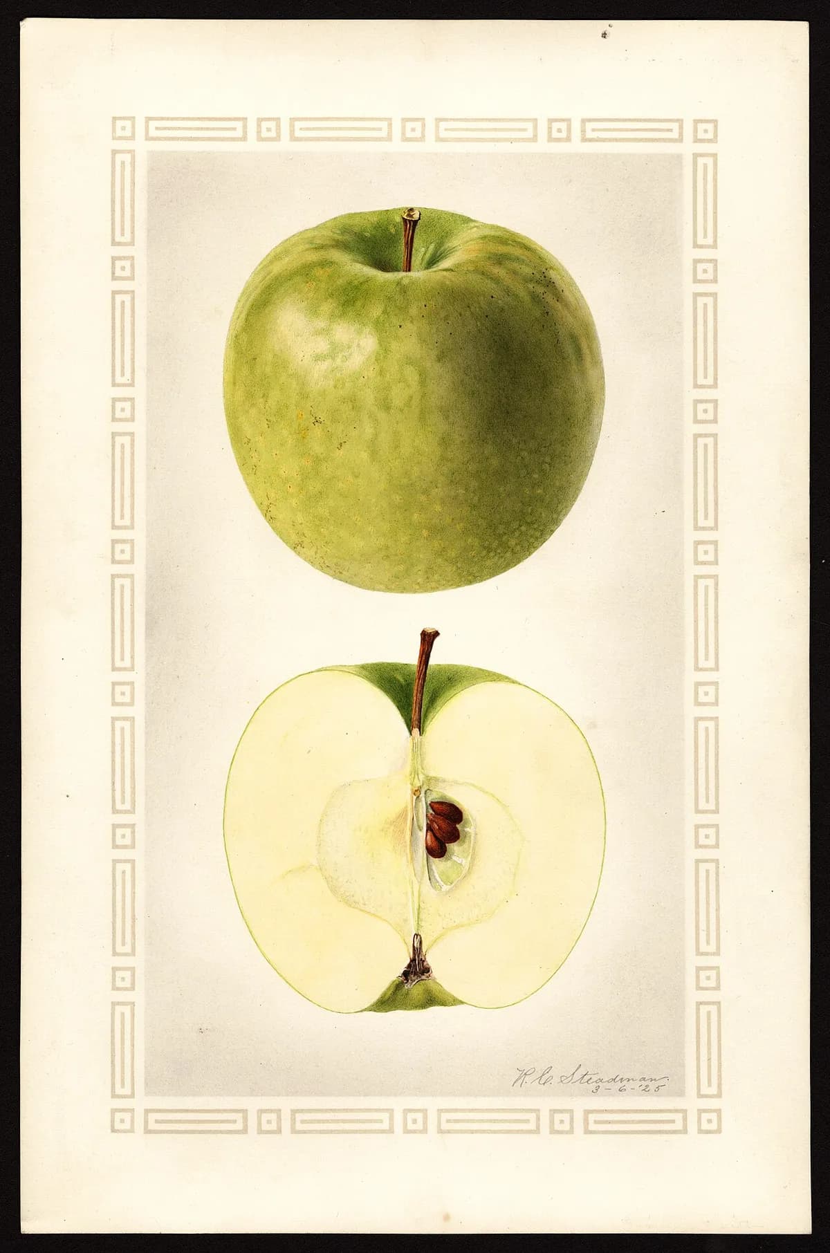 USDA pomological watercolor of Granny Smith apple