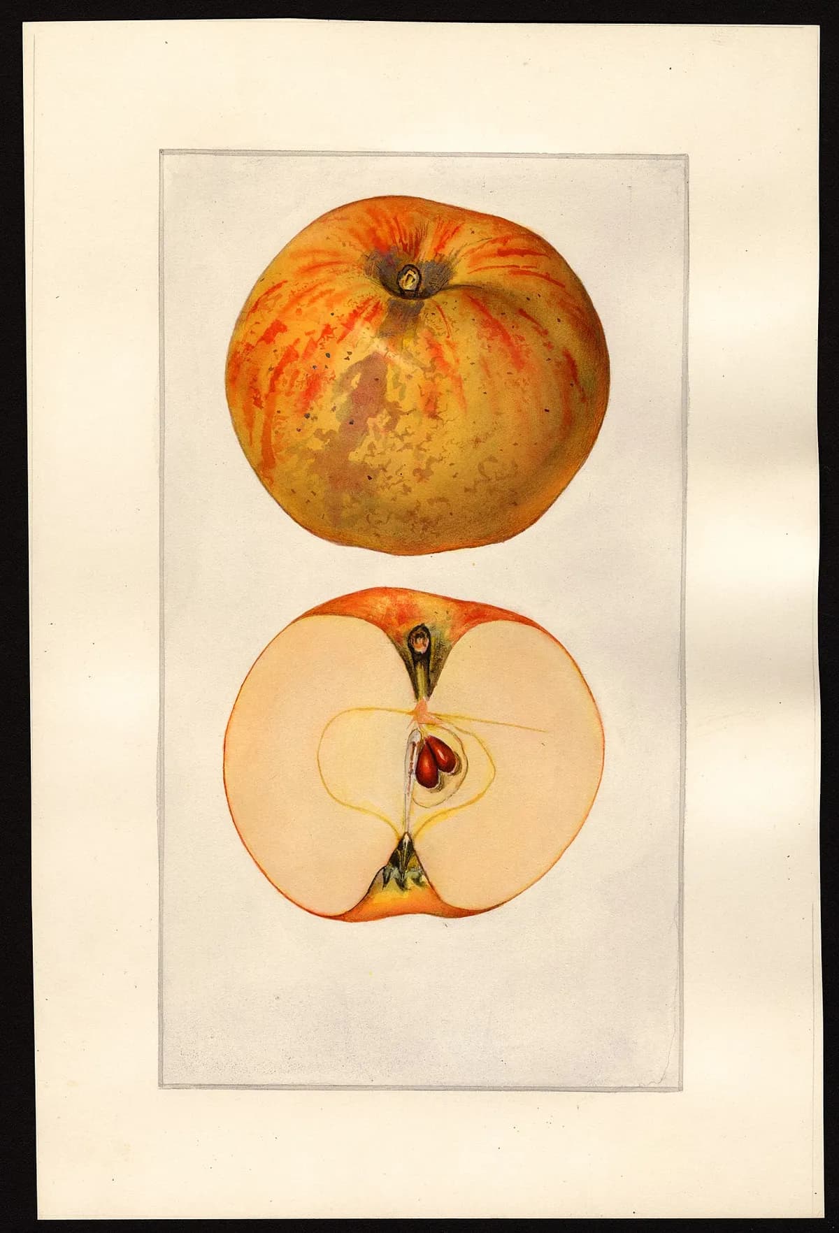 USDA pomological watercolor of Gravenstein apple