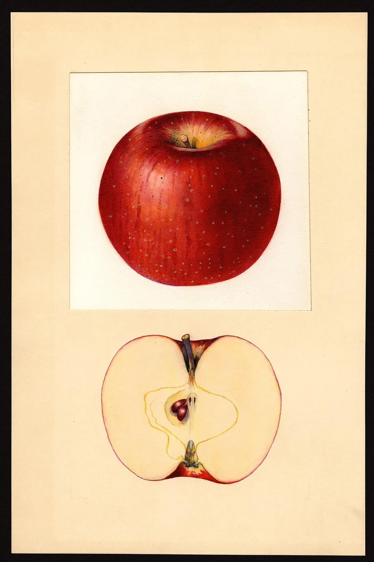 USDA pomological watercolor of Haralson apple
