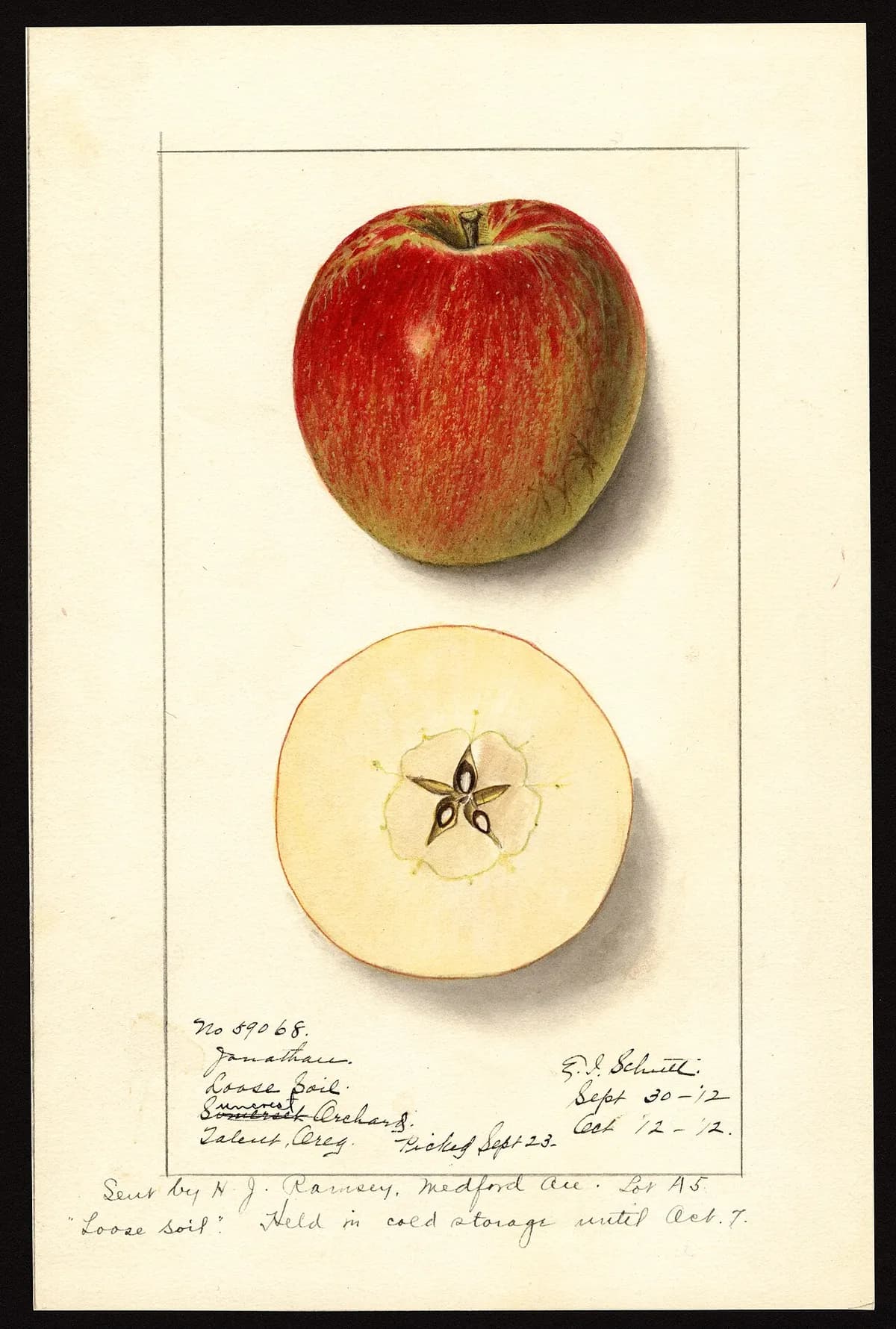 USDA pomological watercolor of Jonathan apple