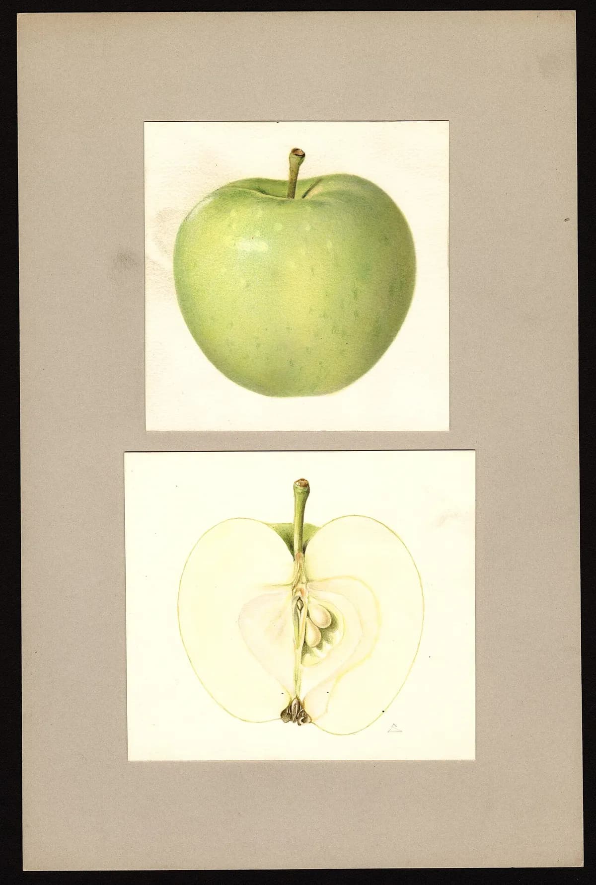 USDA pomological watercolor of Lodi apple