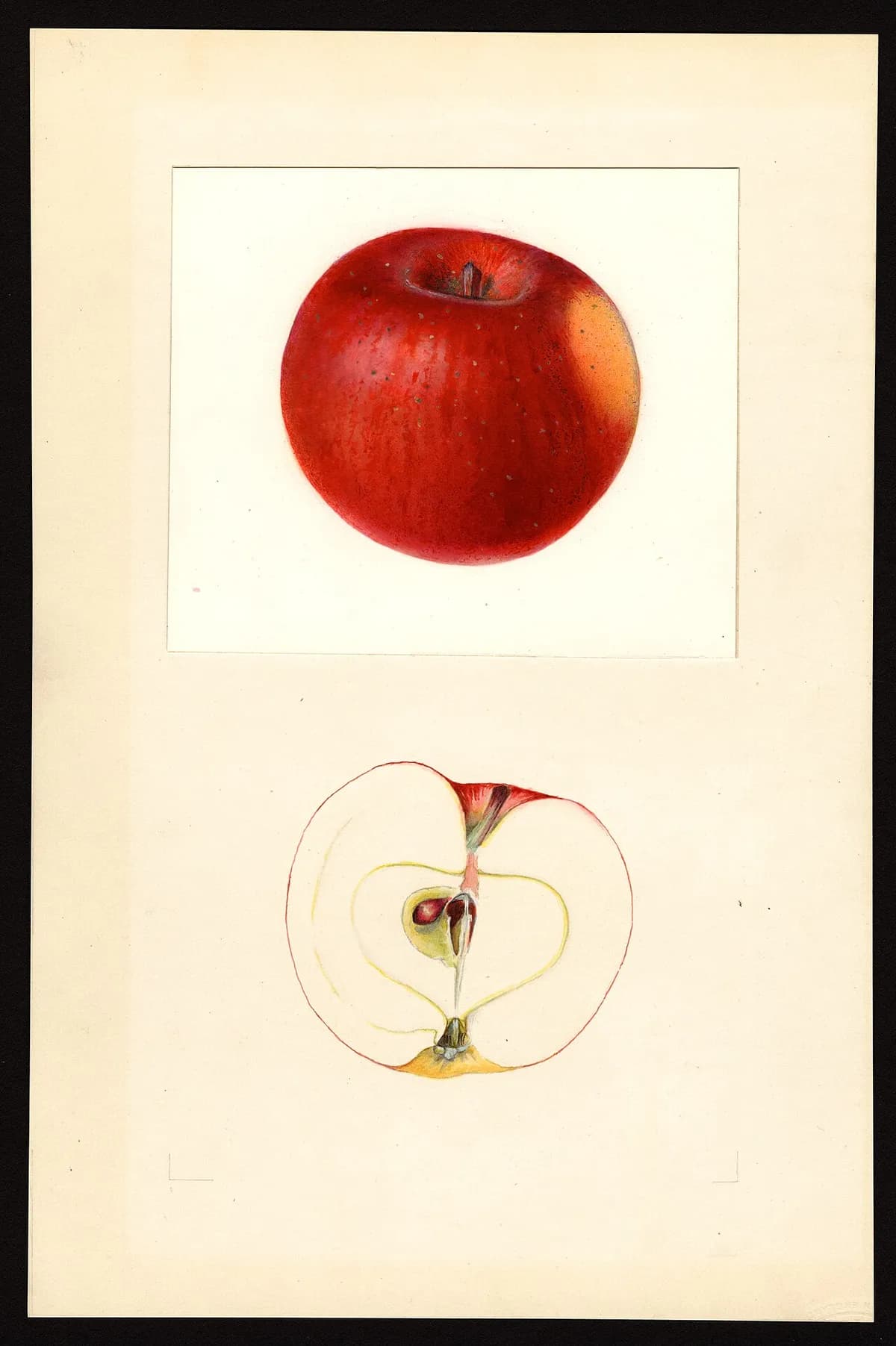 USDA pomological watercolor of Macoun apple