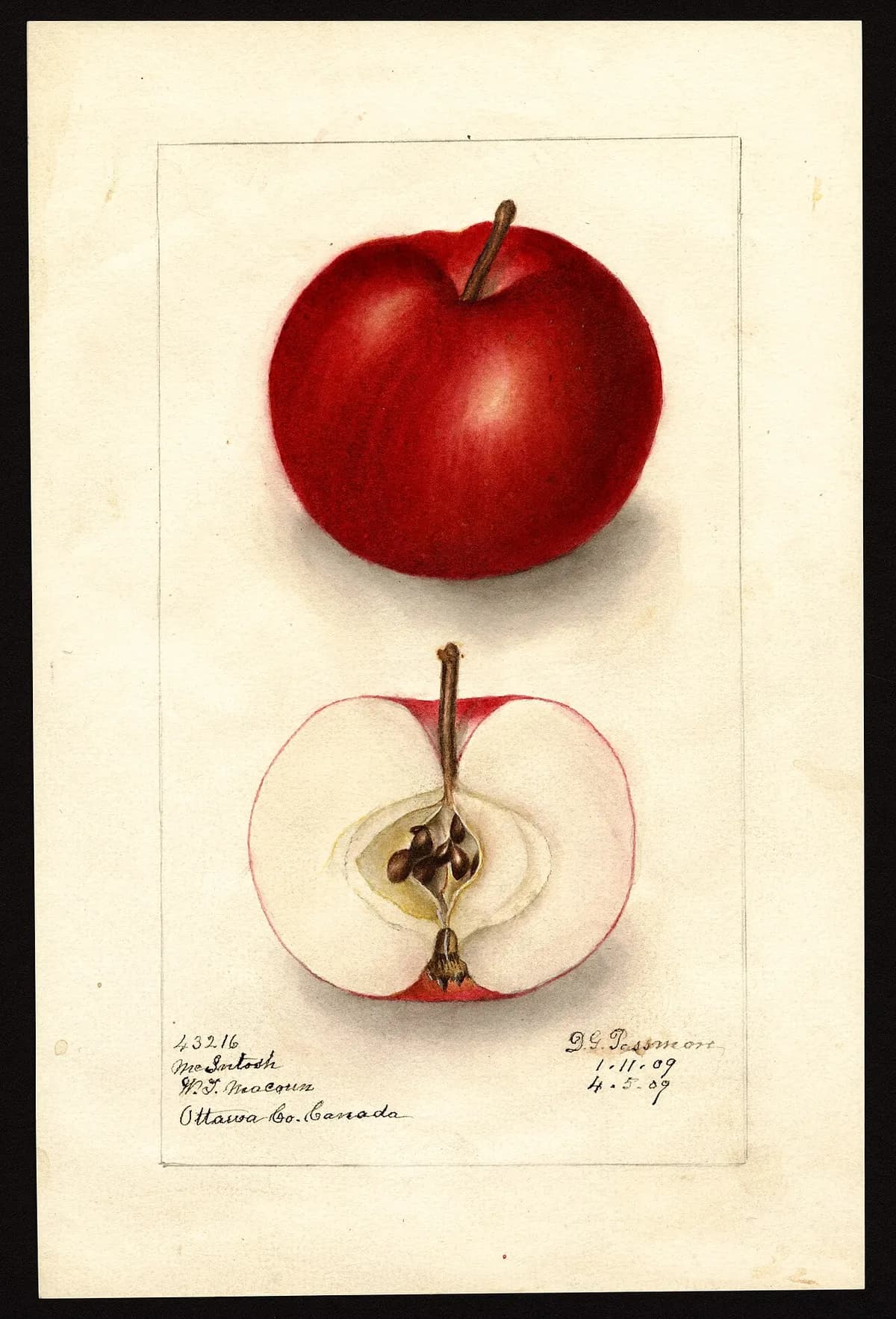 USDA pomological watercolor of McIntosh apple
