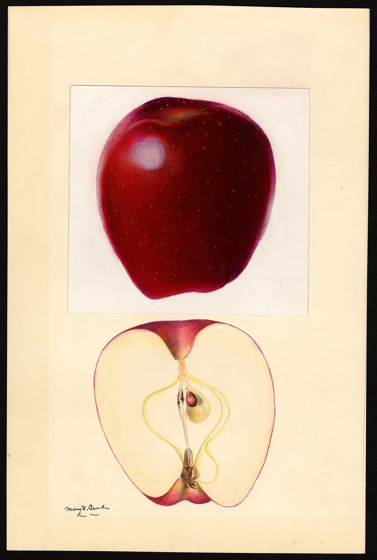 USDA pomological watercolor of Red Delicious apple