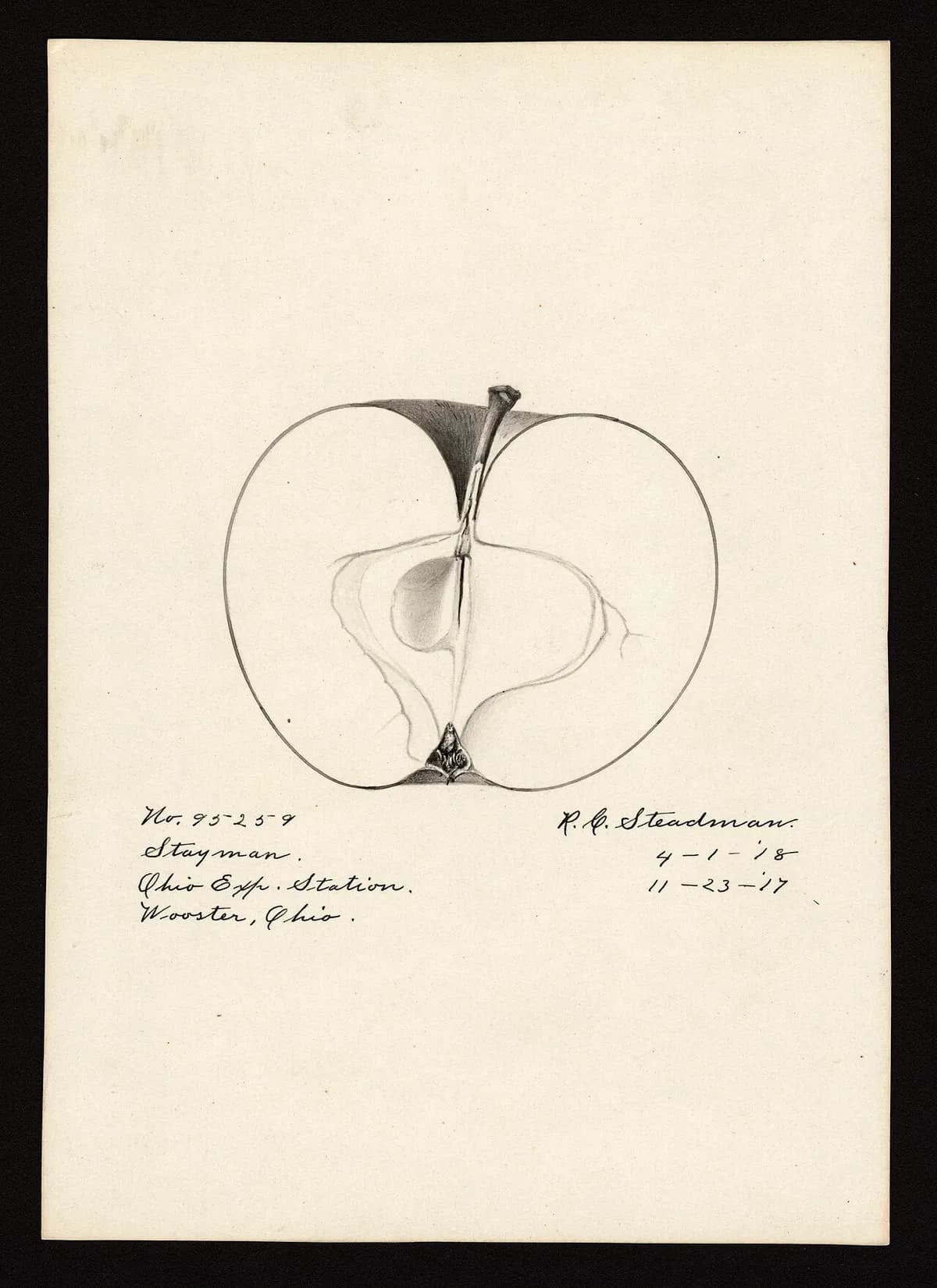 USDA pomological watercolor of Stayman apple