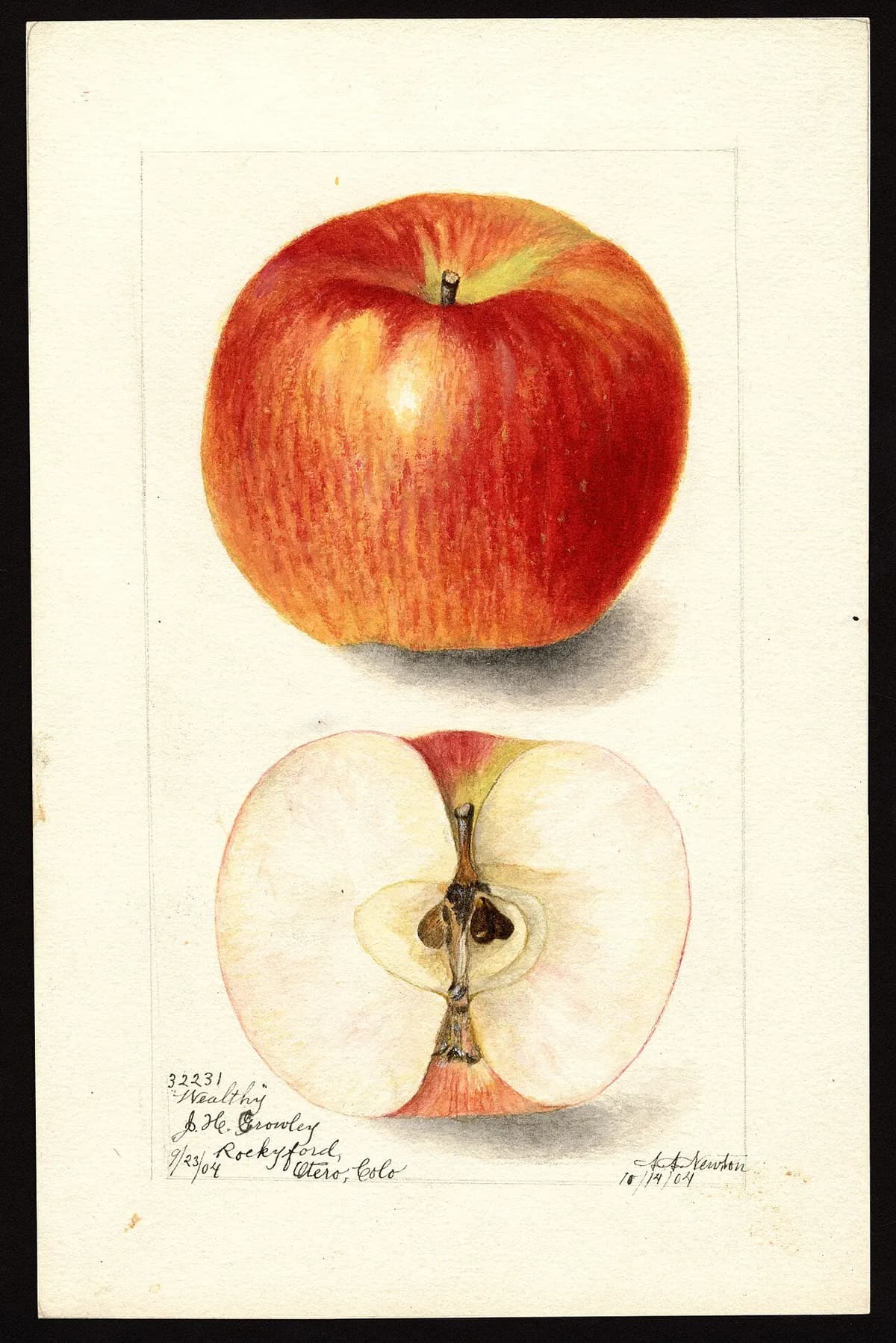 USDA pomological watercolor of Wealthy apple