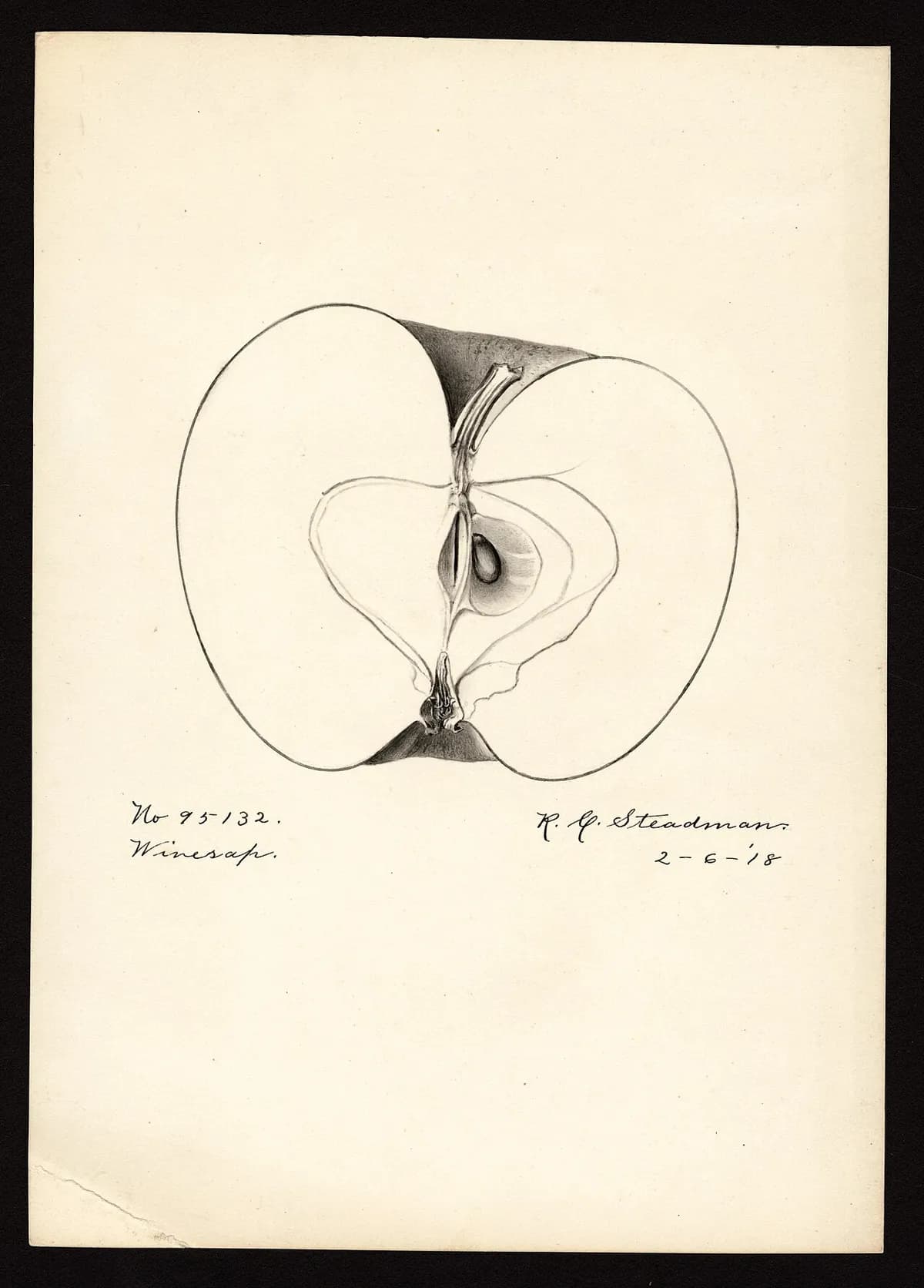 USDA pomological watercolor of Winesap apple