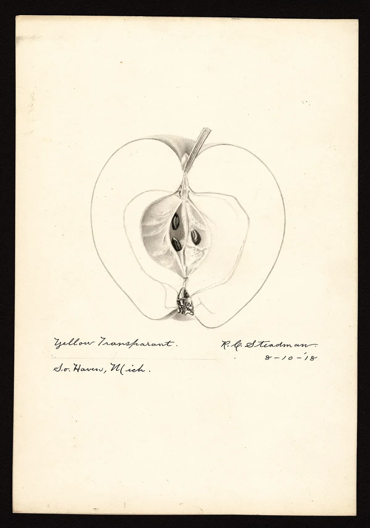 USDA pomological watercolor of Yellow Transparent apple