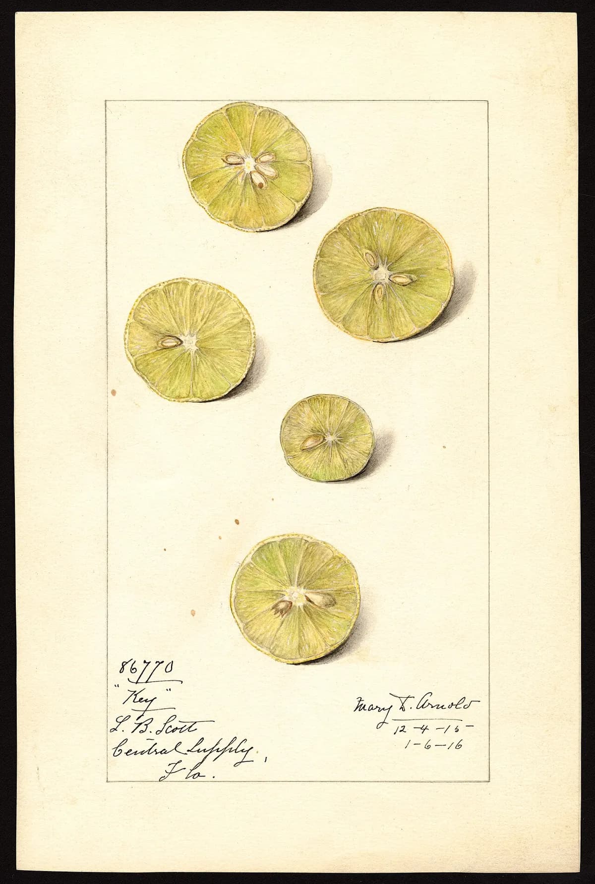 USDA pomological watercolor of Key Lime citrus