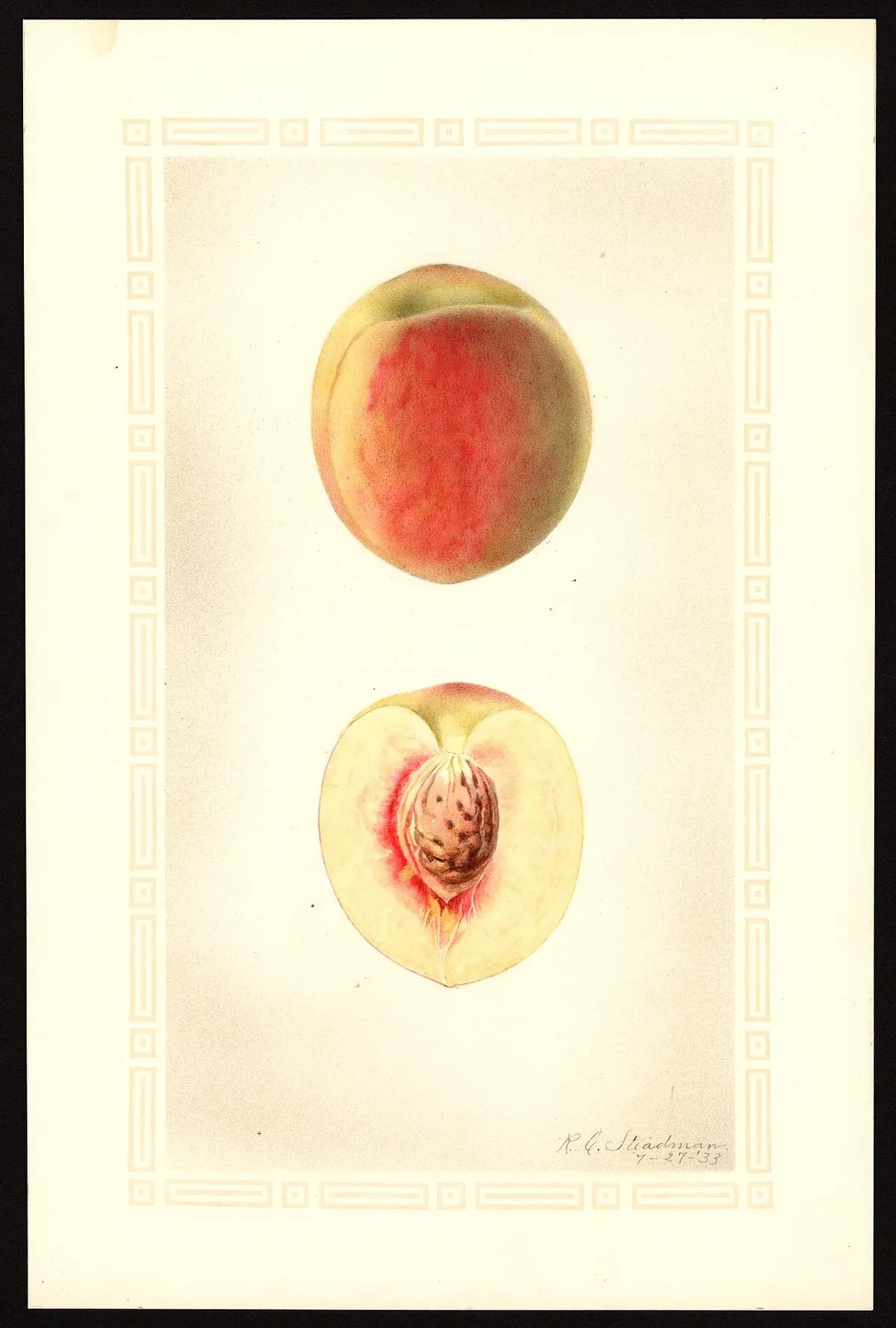 USDA pomological watercolor of Babcock peach