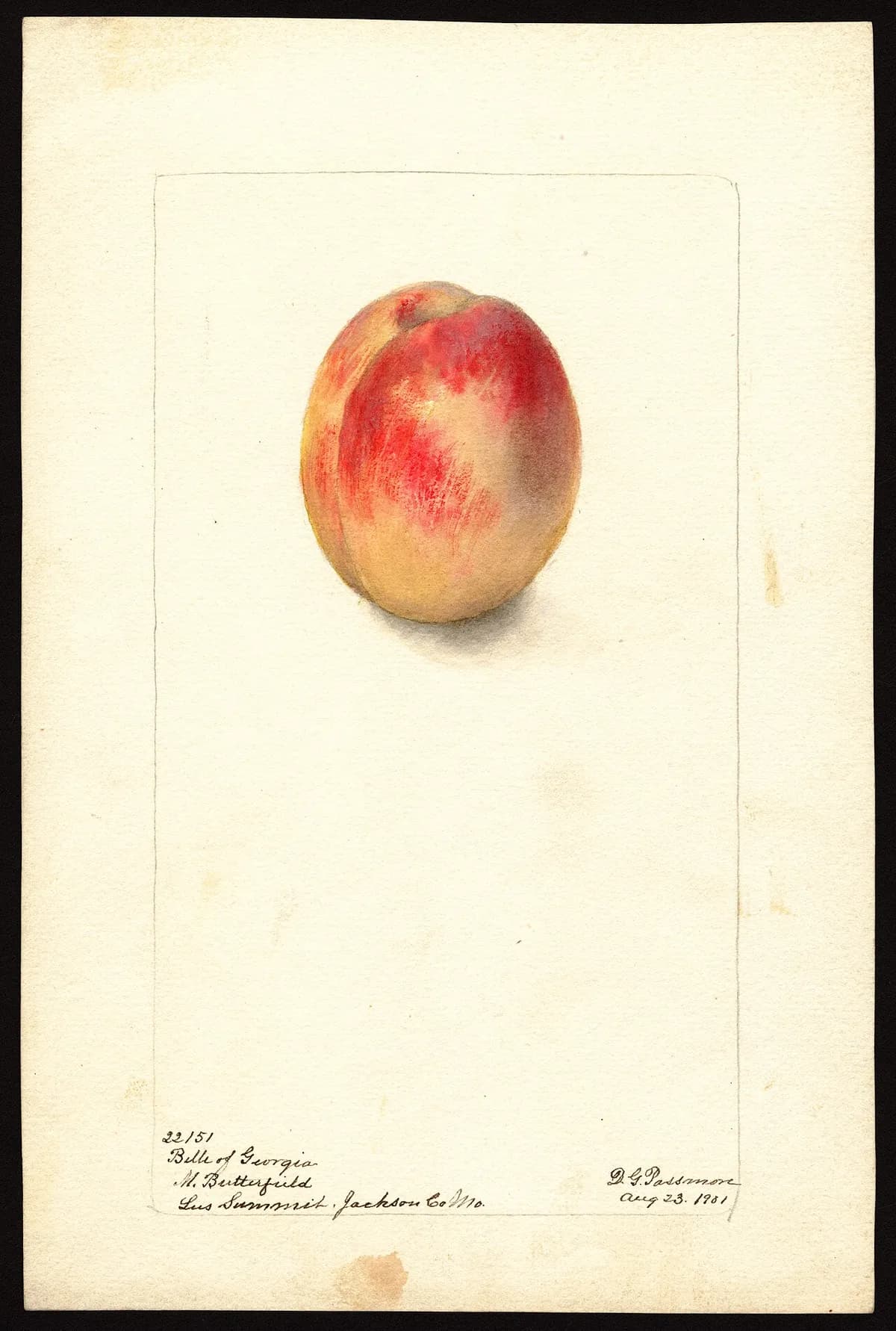 USDA pomological watercolor of Belle of Georgia peach