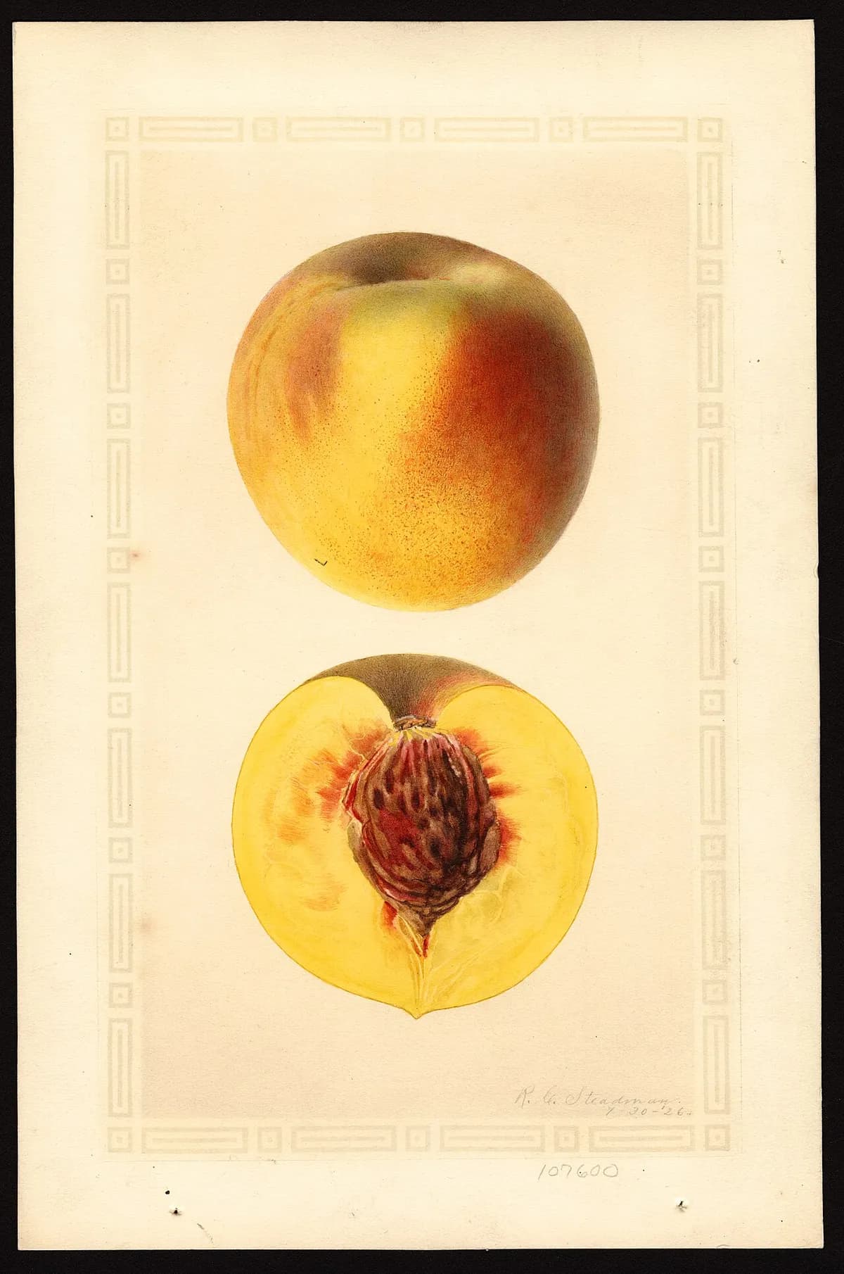 USDA pomological watercolor of Elberta peach