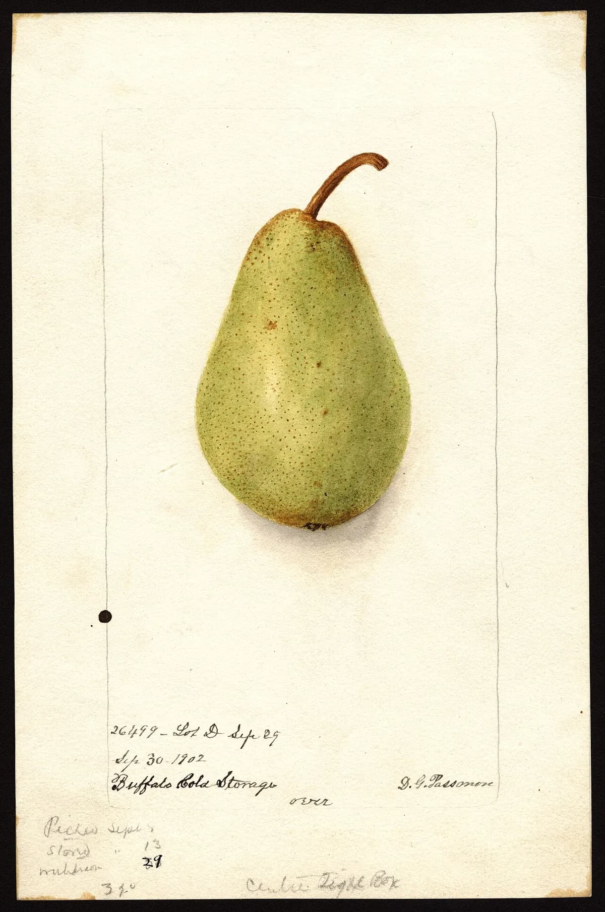 USDA pomological watercolor of Bartlett pear