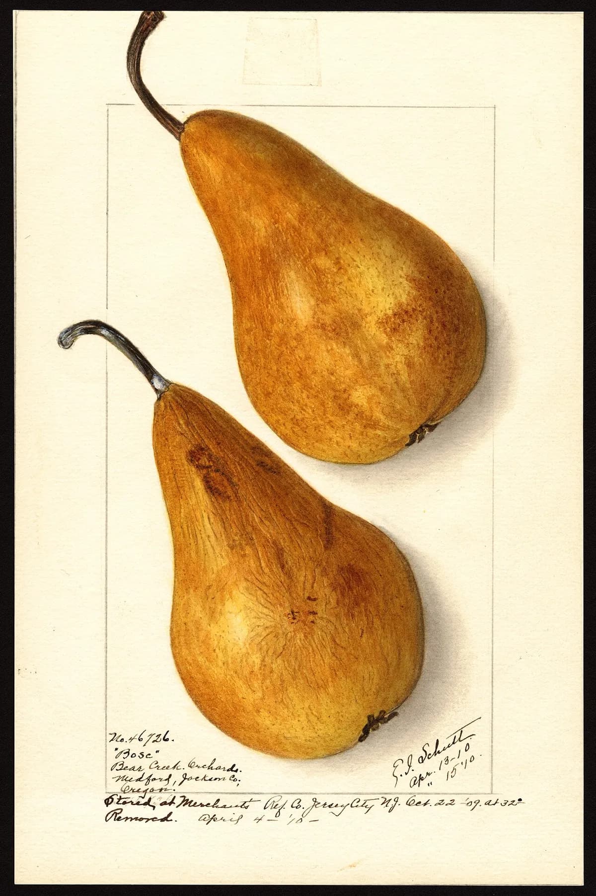 USDA pomological watercolor of Bosc pear