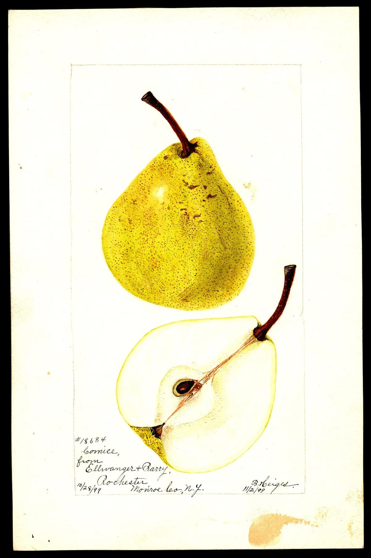 USDA pomological watercolor of Comice pear
