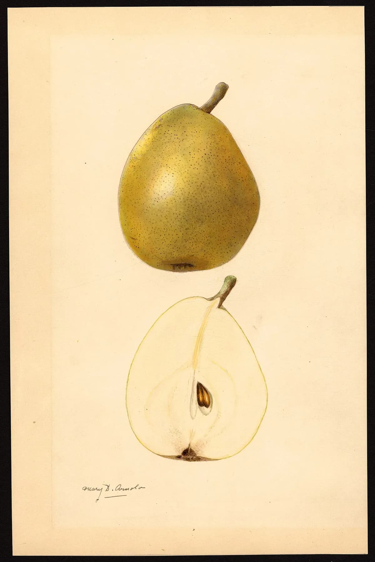 USDA pomological watercolor of D'Anjou pear