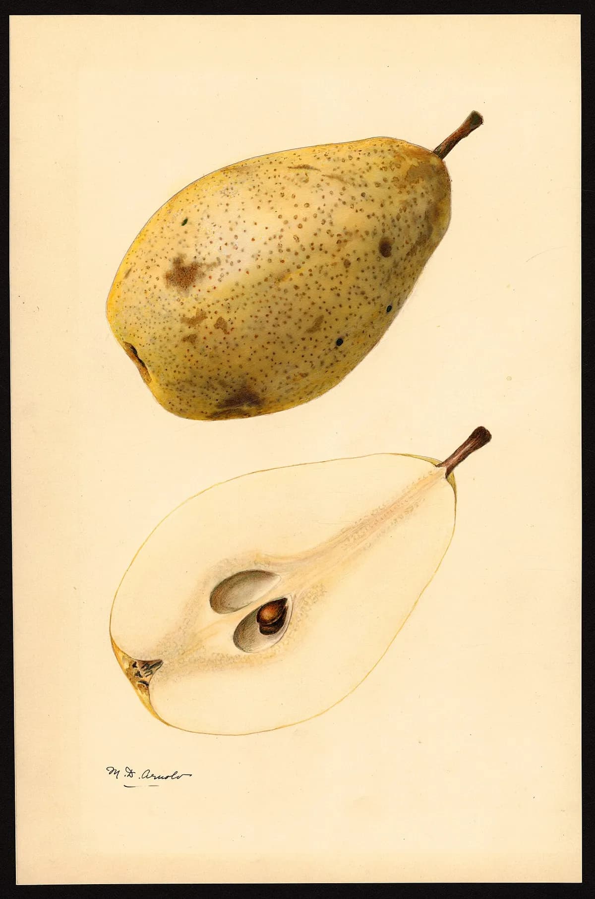 USDA pomological watercolor of Kieffer pear