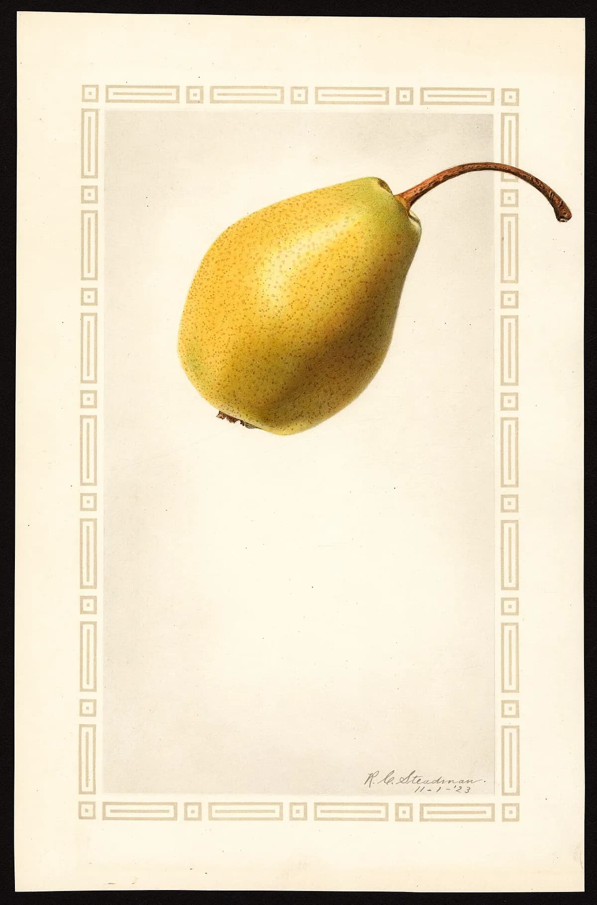 USDA pomological watercolor of Patten pear
