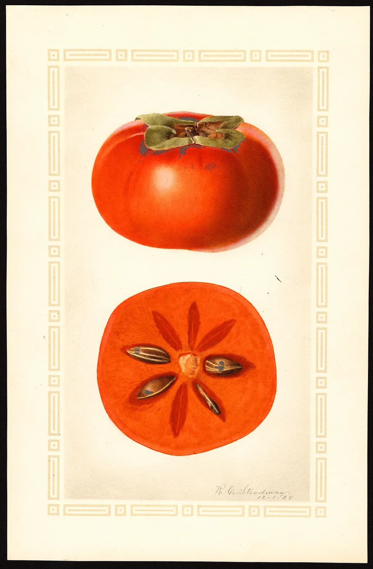 USDA pomological watercolor of Fuyu persimmon