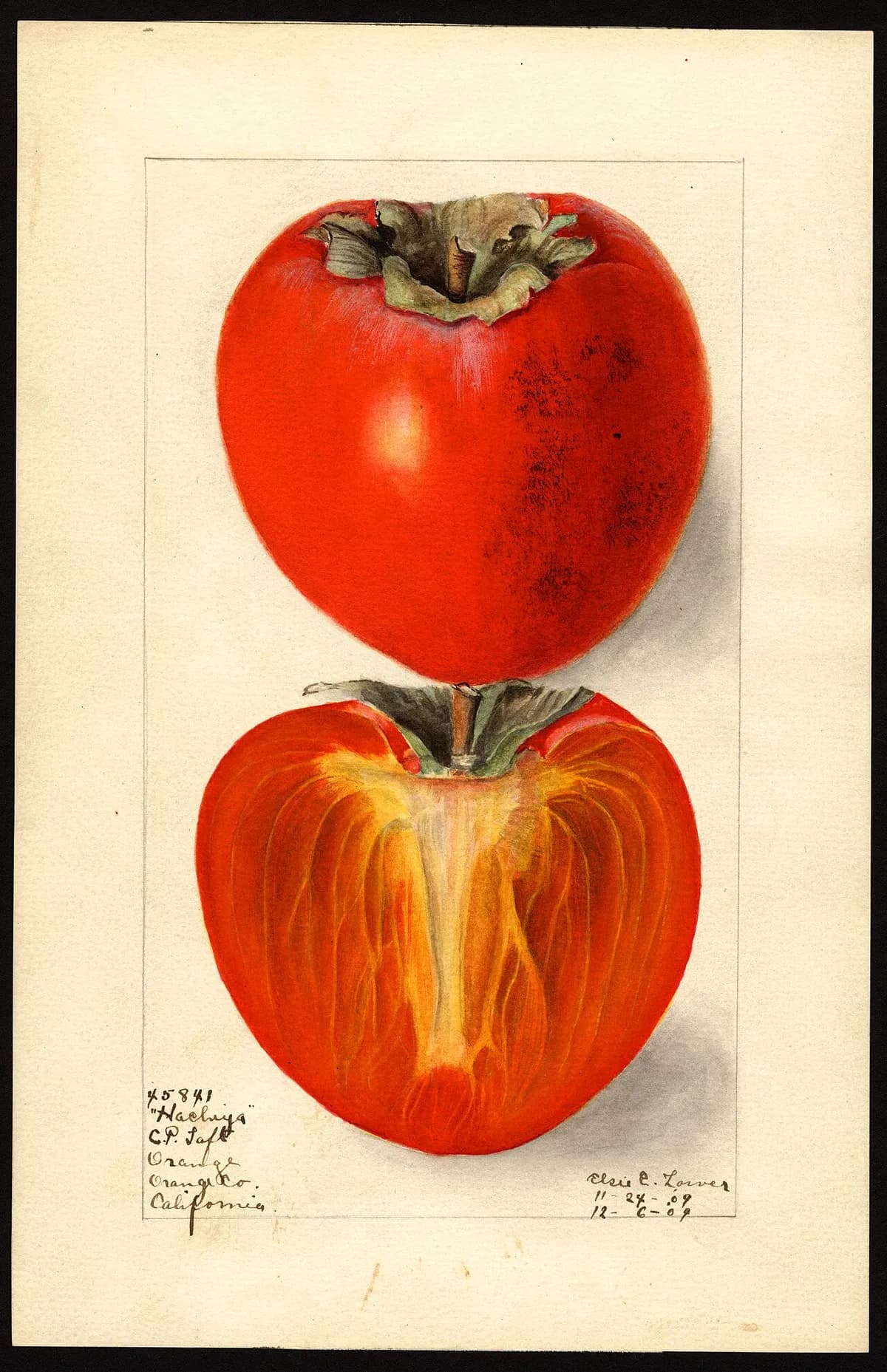 USDA pomological watercolor of Hachiya persimmon