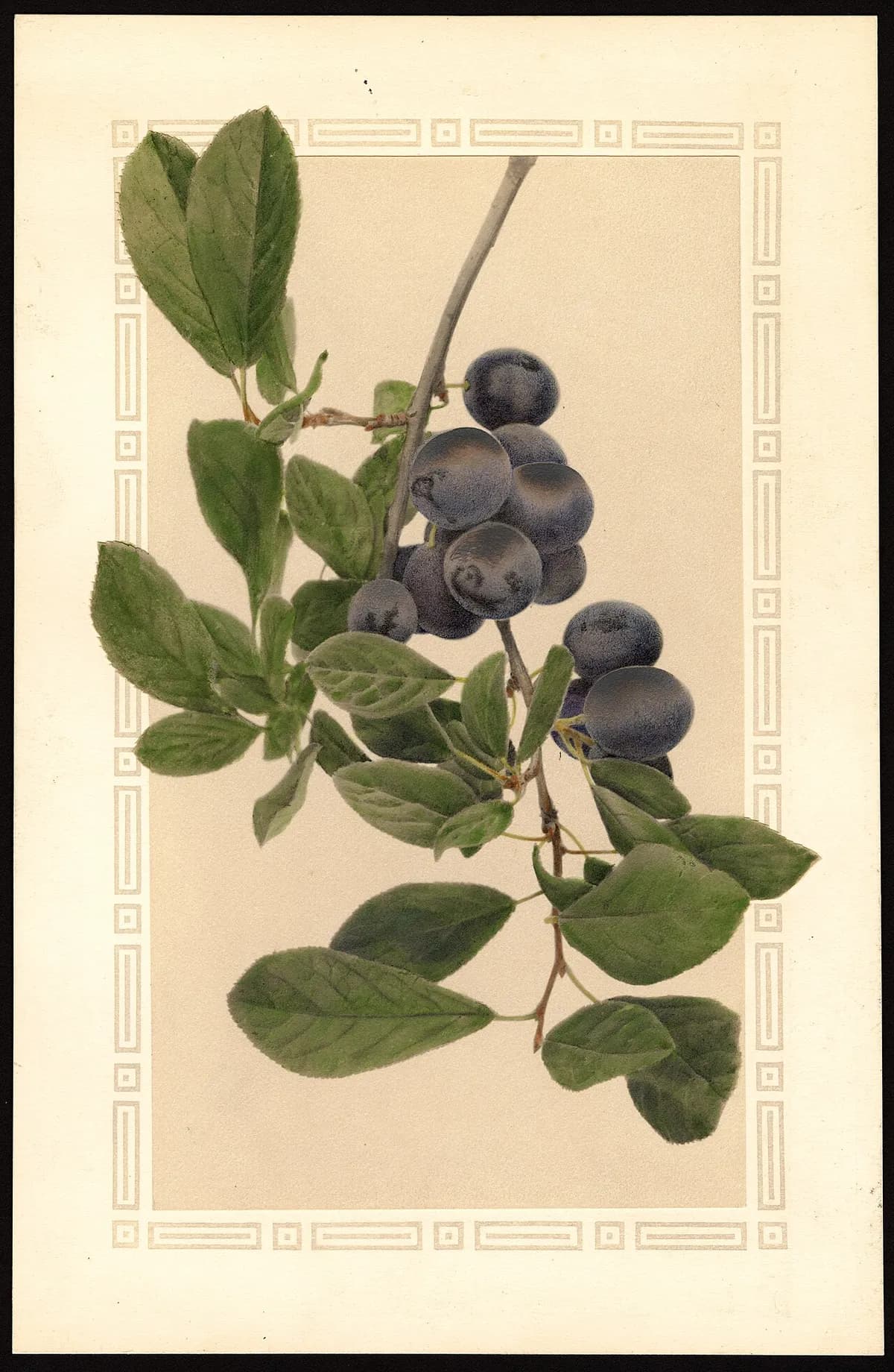 USDA pomological watercolor of Blue Damson plum