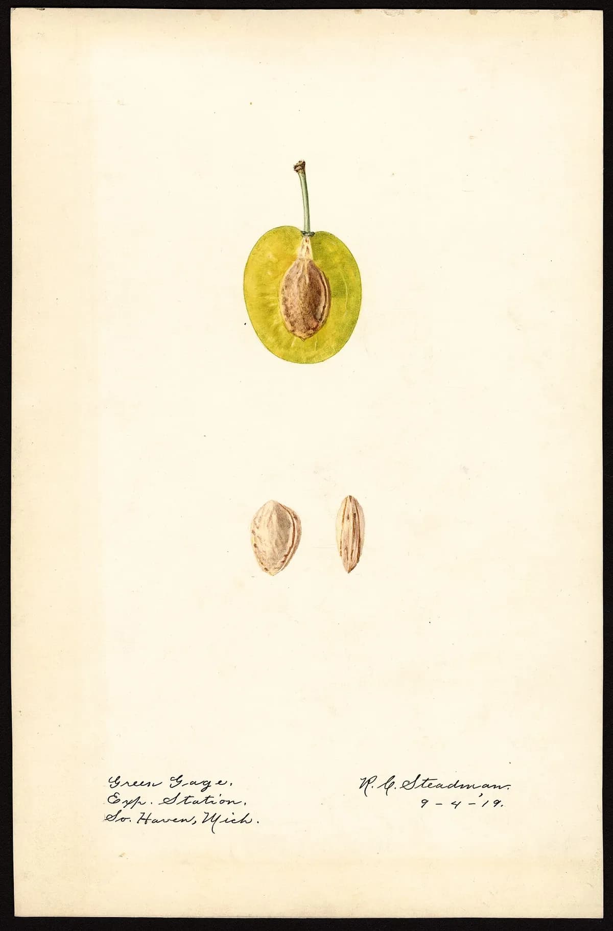 USDA pomological watercolor of Green Gage plum