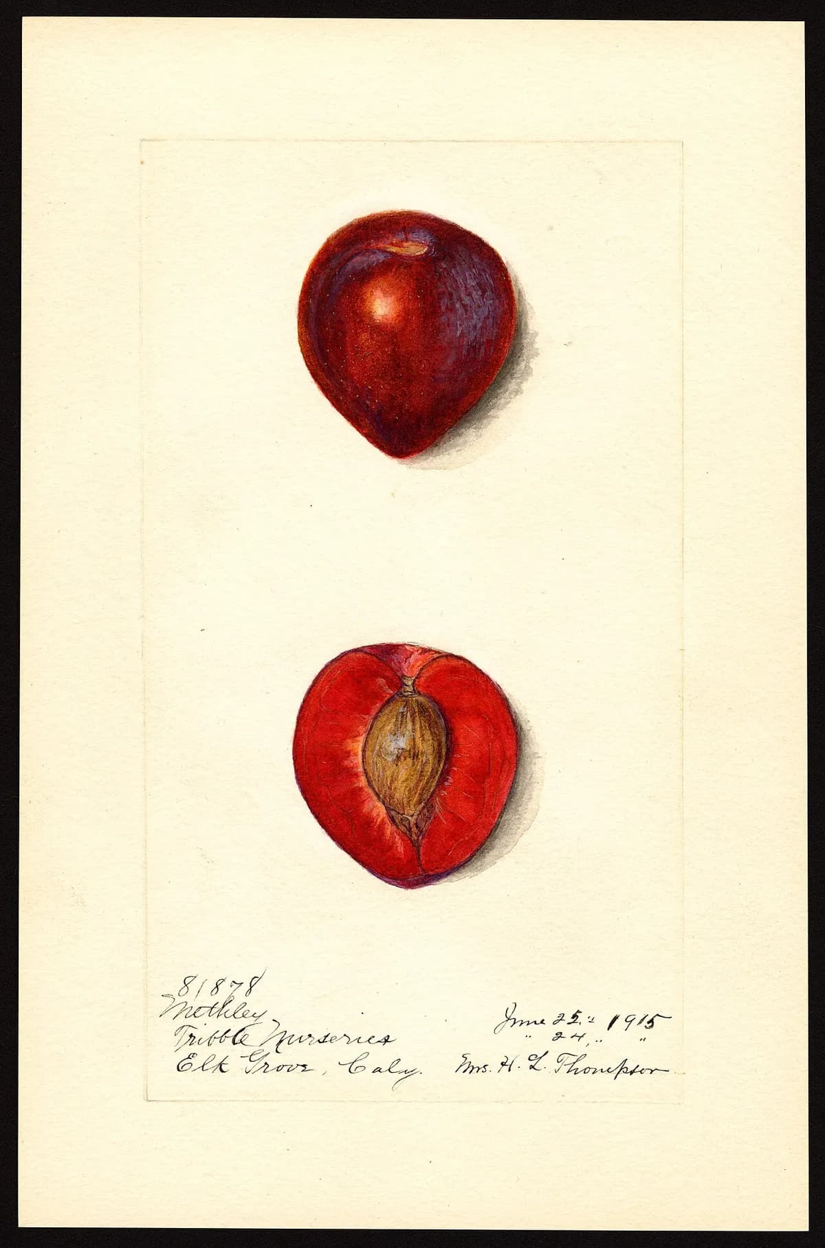 USDA pomological watercolor of Methley plum