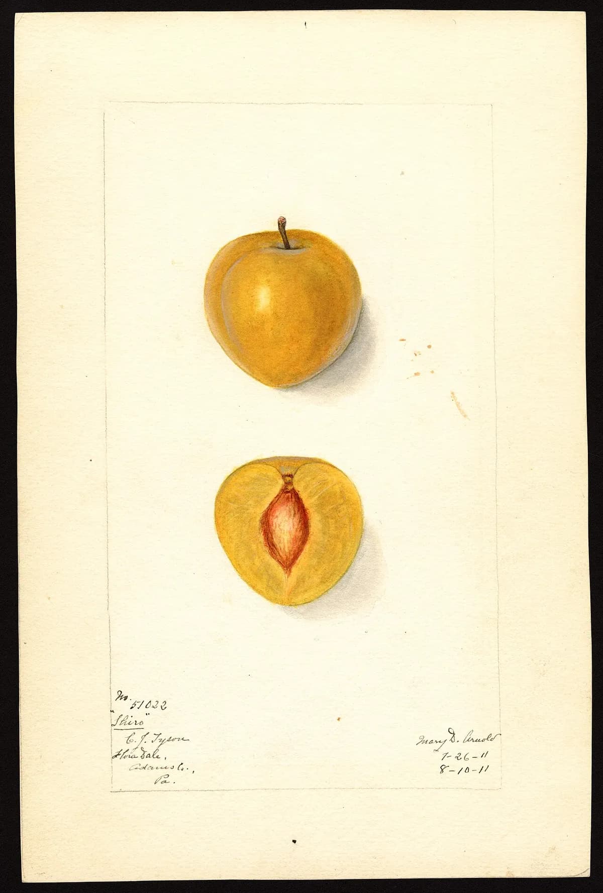 USDA pomological watercolor of Shiro plum