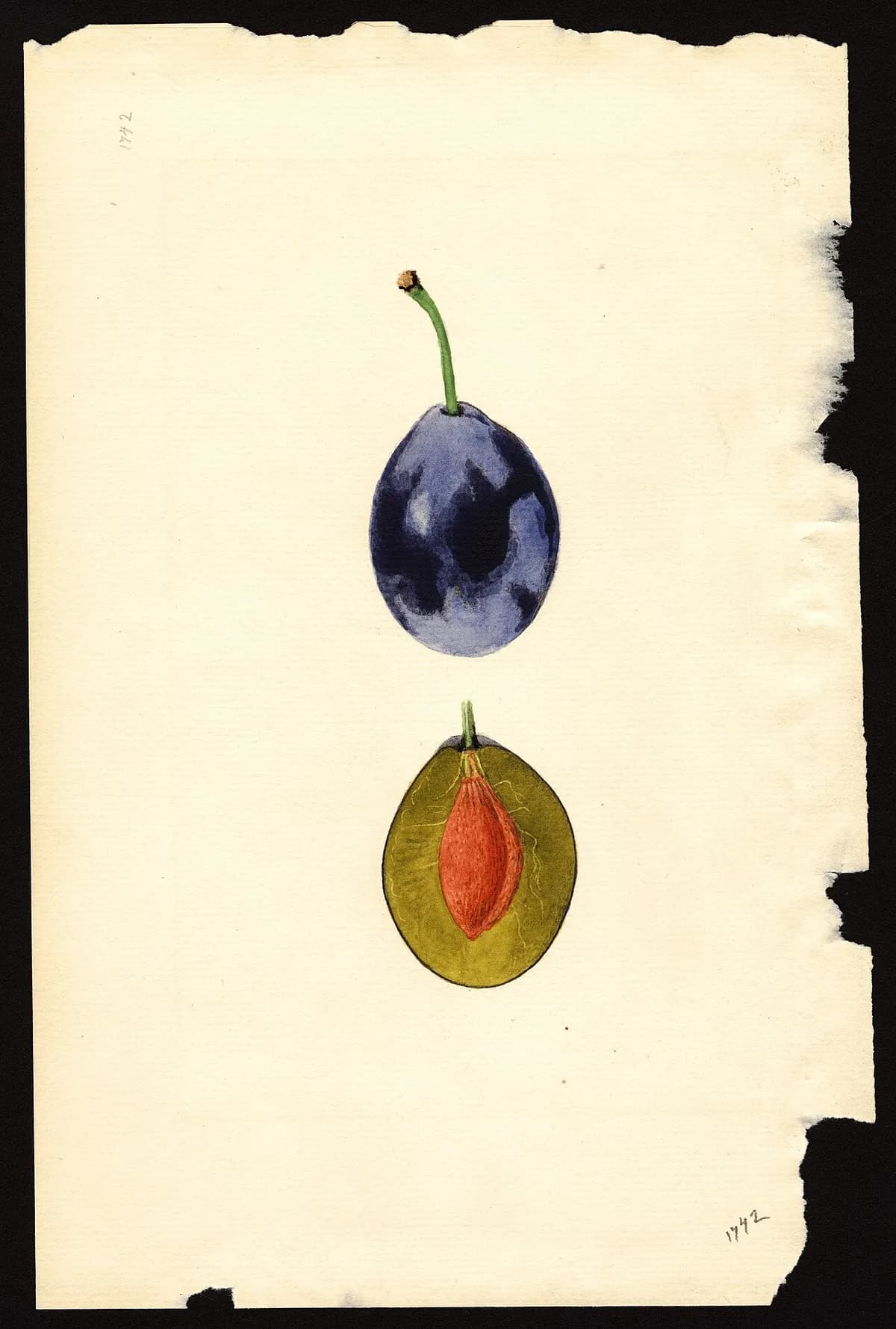 USDA pomological watercolor of Stanley plum