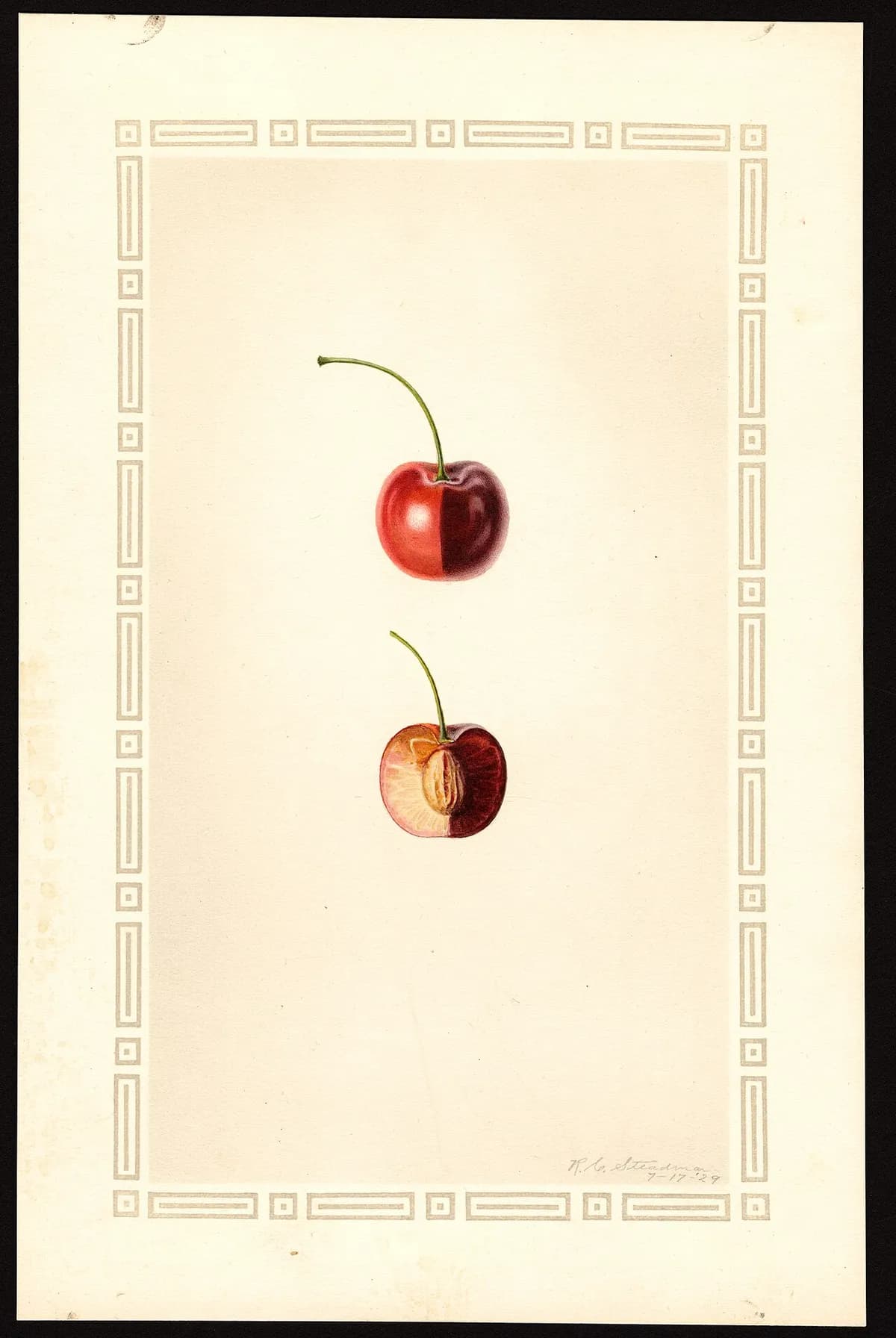 USDA pomological watercolor of Bing sweet cherry