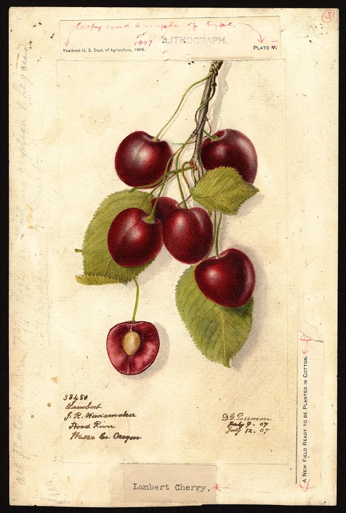 USDA pomological watercolor of Lambert sweet cherry